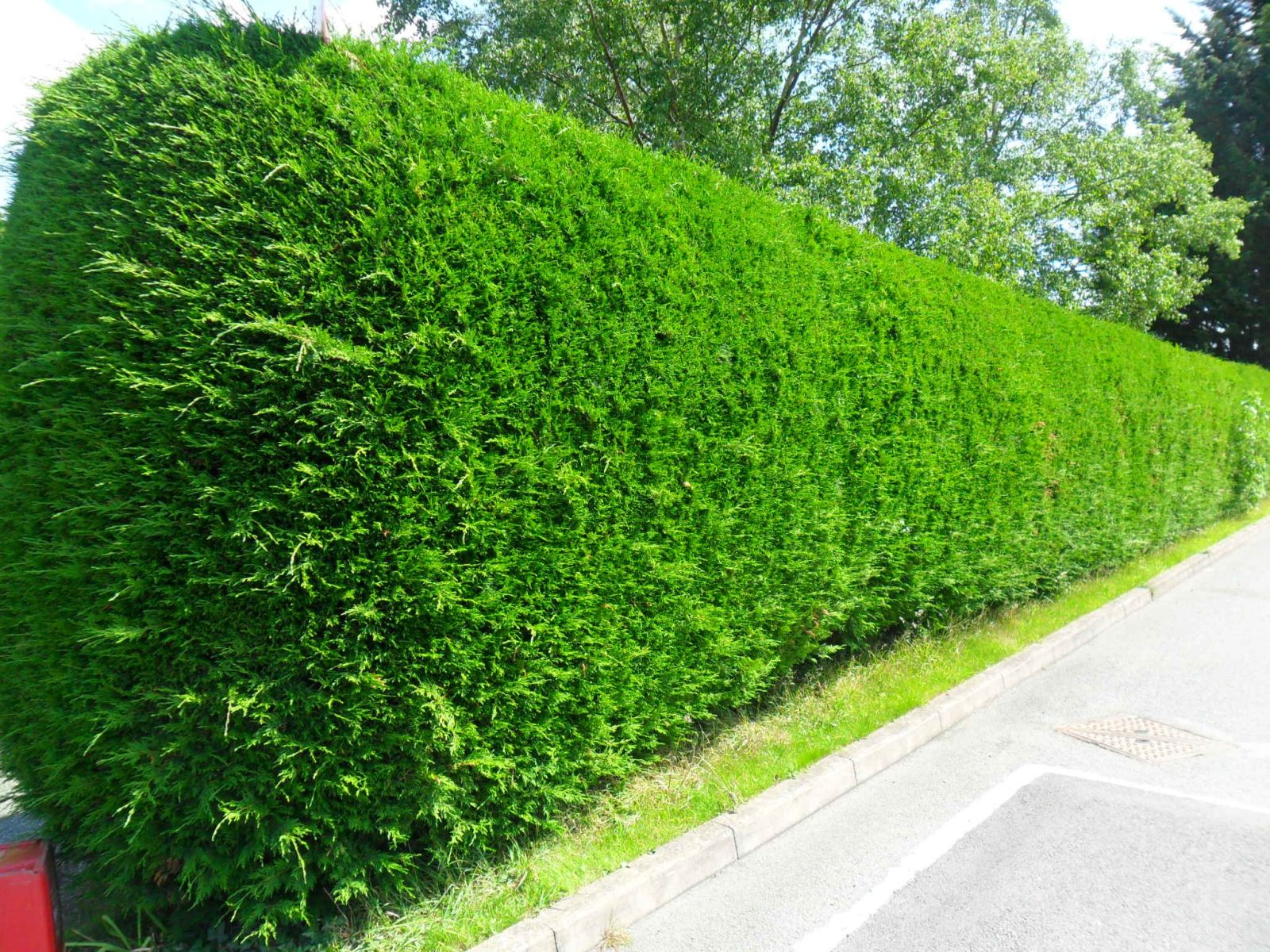 Now you’re just being silly, that a hedge, not a bush.