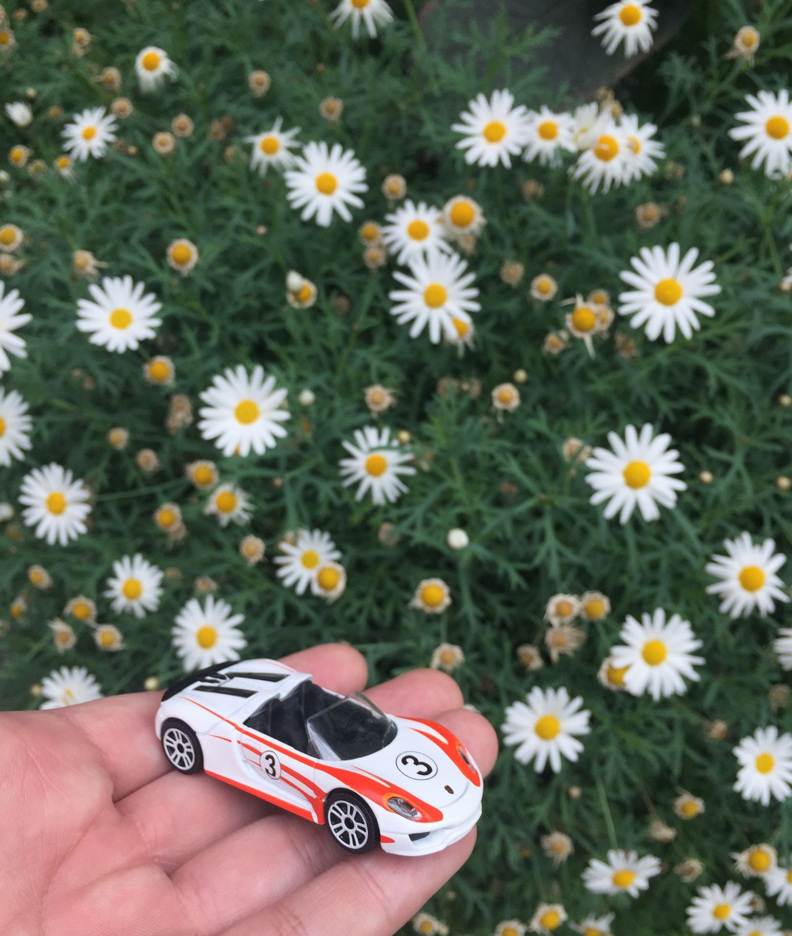 Such pretty flowers and a pretty Porsche!