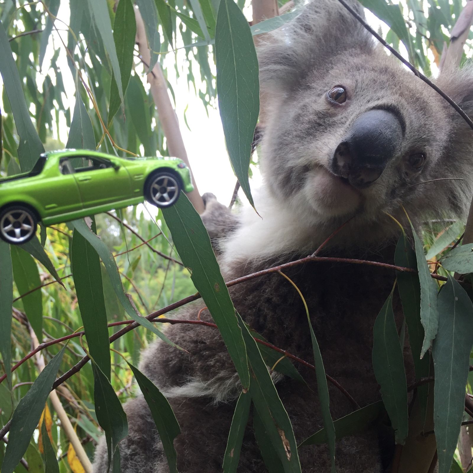 Illustration for article titled Cars and Koalas