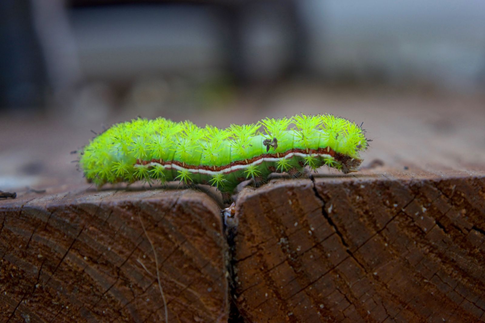 Illustration for article titled Io moth caterpillar