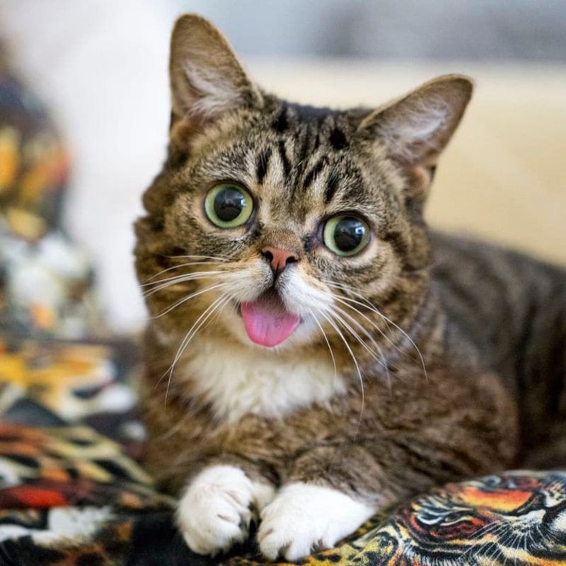 Illustration for article titled RIP Lil Bub