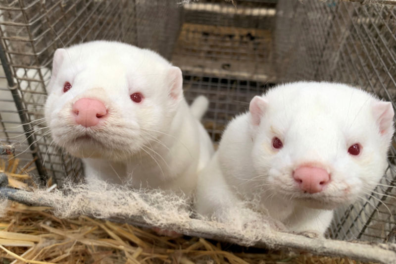 According to government estimates, culling the country’s 15 million minks could cost up to five billion kroner ($785m) [File: Jacob Gronholt-Pedersen/Reuters]