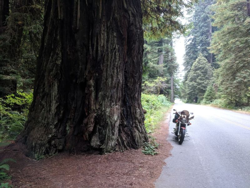 Illustration for article titled Motorcycle Road Trip, Day 10: Giant Trees and the road back home