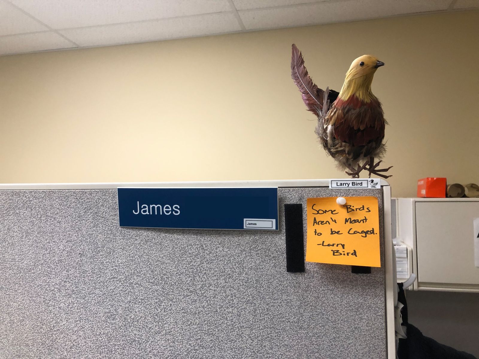 Illustration for article titled I got a bird for my cubicle, now all my coworkers have them