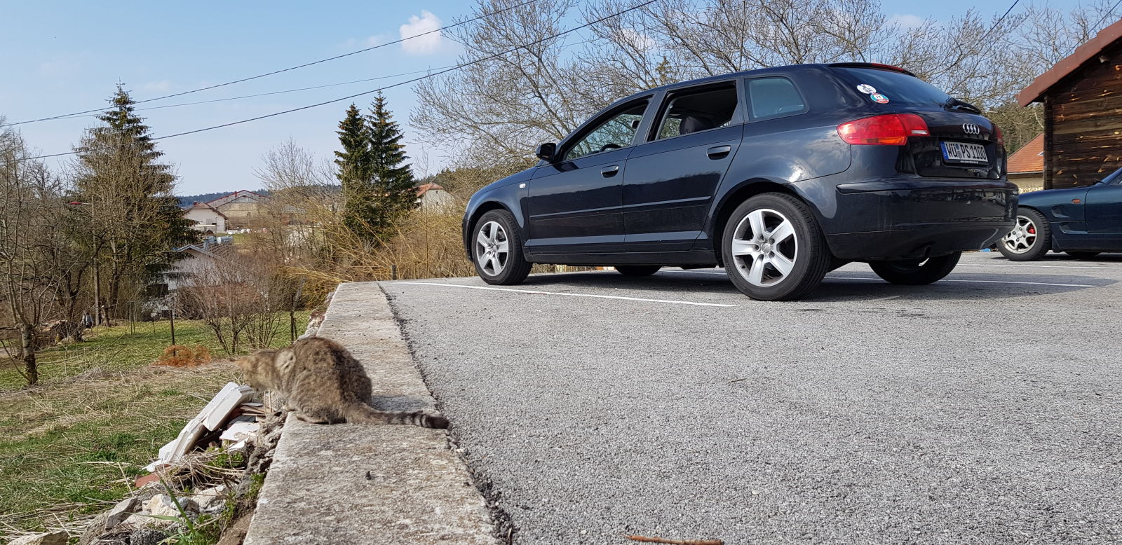 That cat seemed to like my car