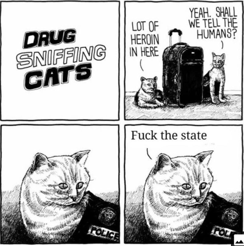 Illustration for article titled Drug Sniffing Cats