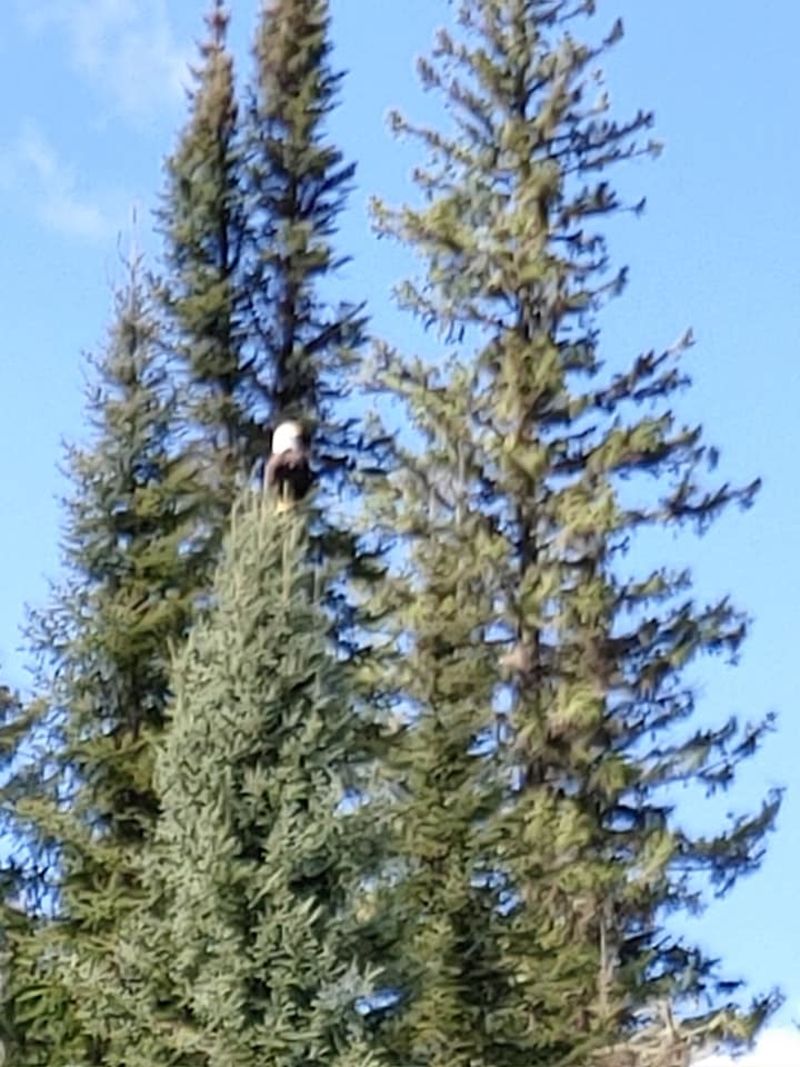 Here is a crappy picture of a bald eagle, it killed a fish. Then it watched our boat.