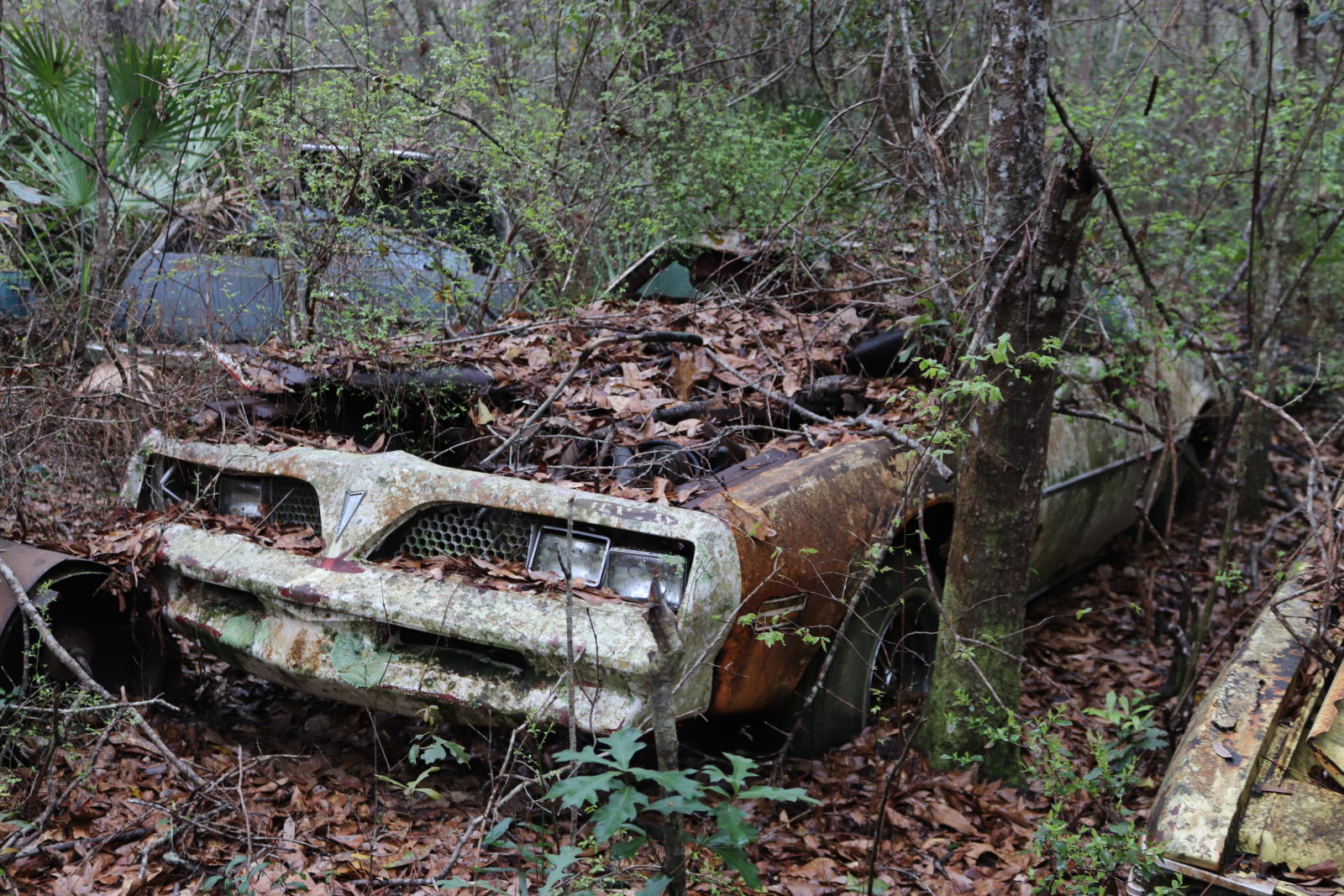 1978 Trans am rotting away in the swamp of the Gulf Coast.