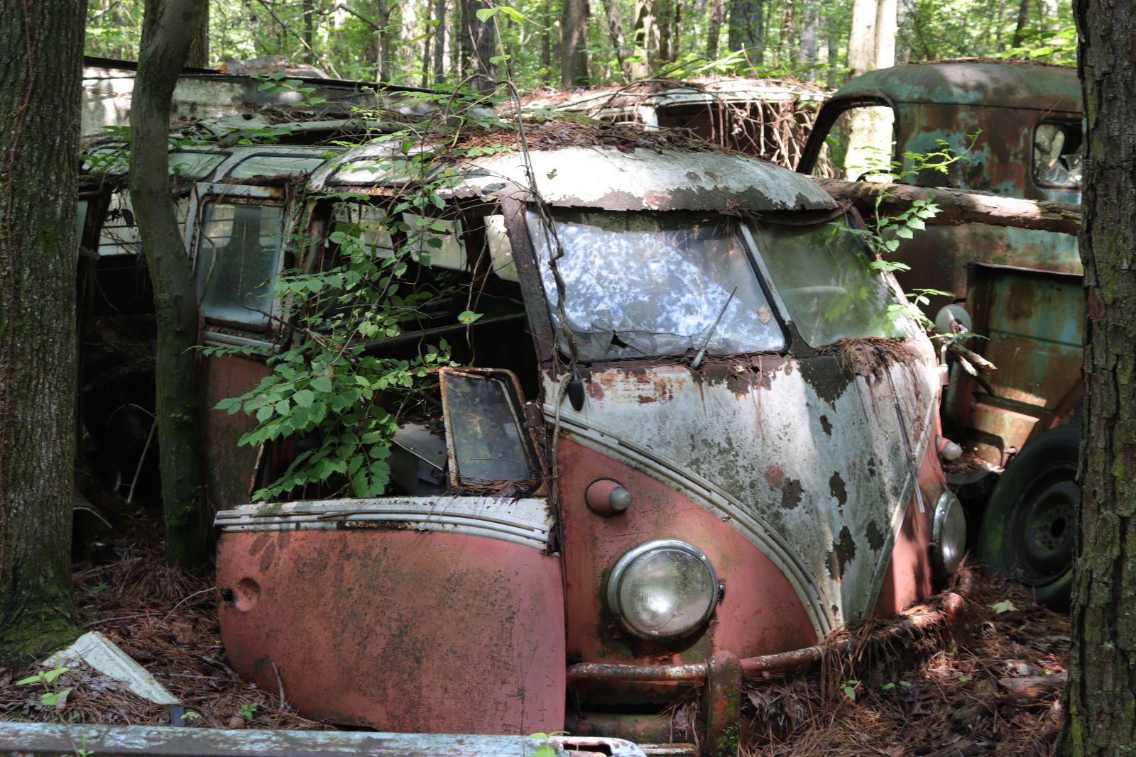 Illustration for article titled Spotted: Rare Volkswagen In The Woods