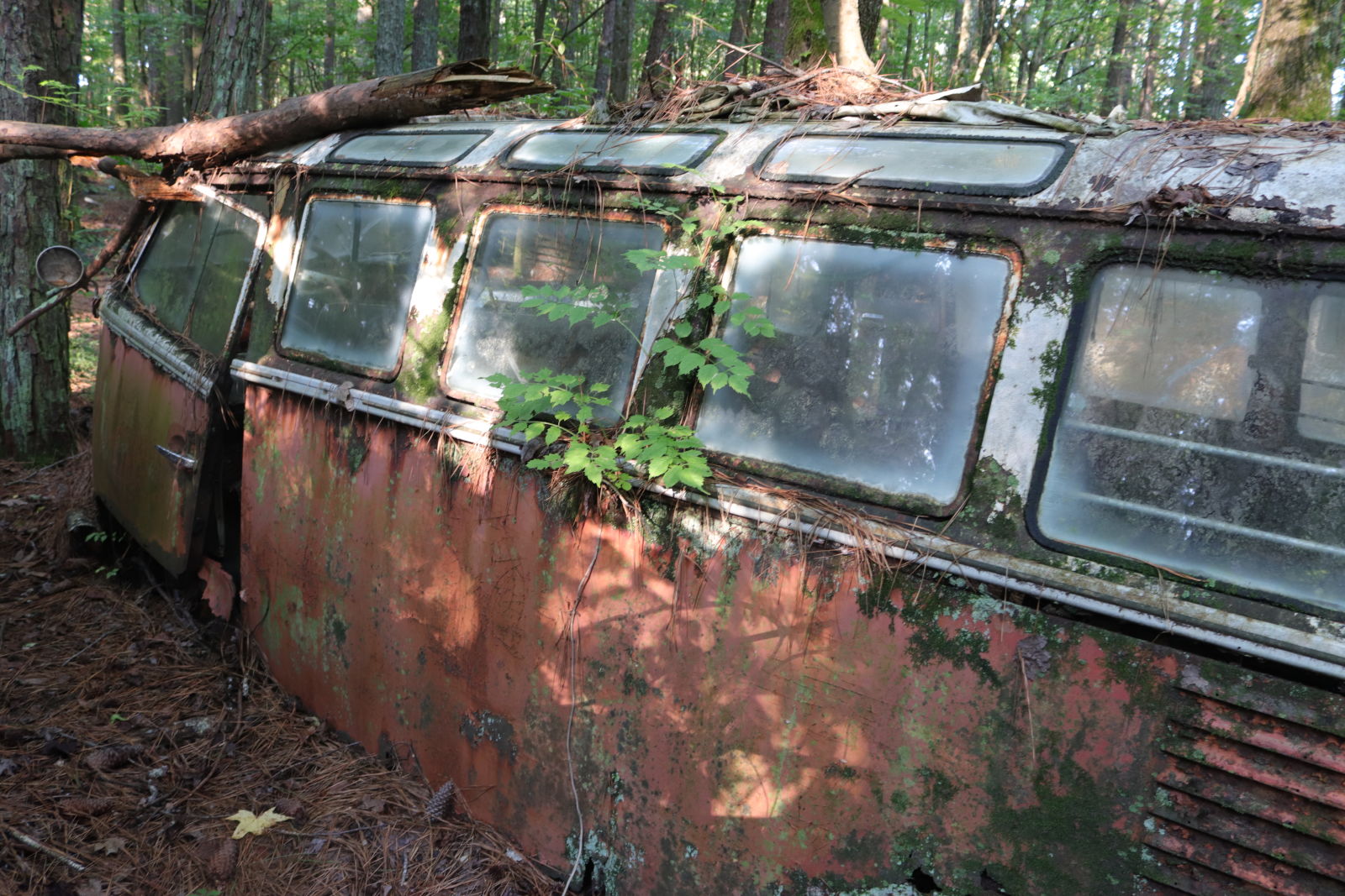Illustration for article titled Spotted: Rare Volkswagen In The Woods