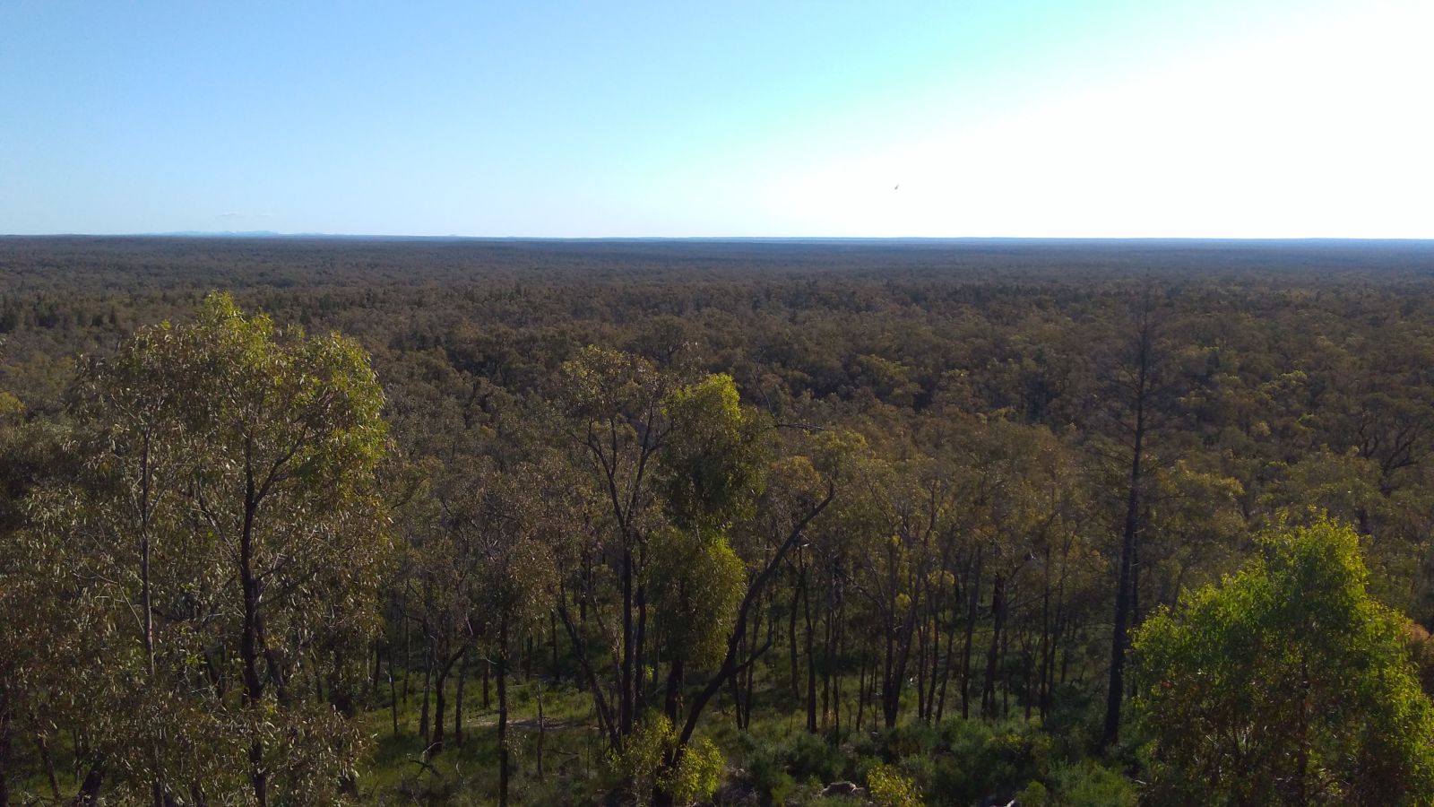 Behold, the Pilliga Forest...