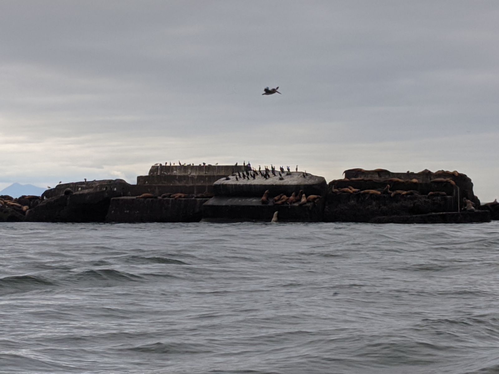 See all those gray, pale, and white blobs? Those are all seals. Bonus gray pelican above!