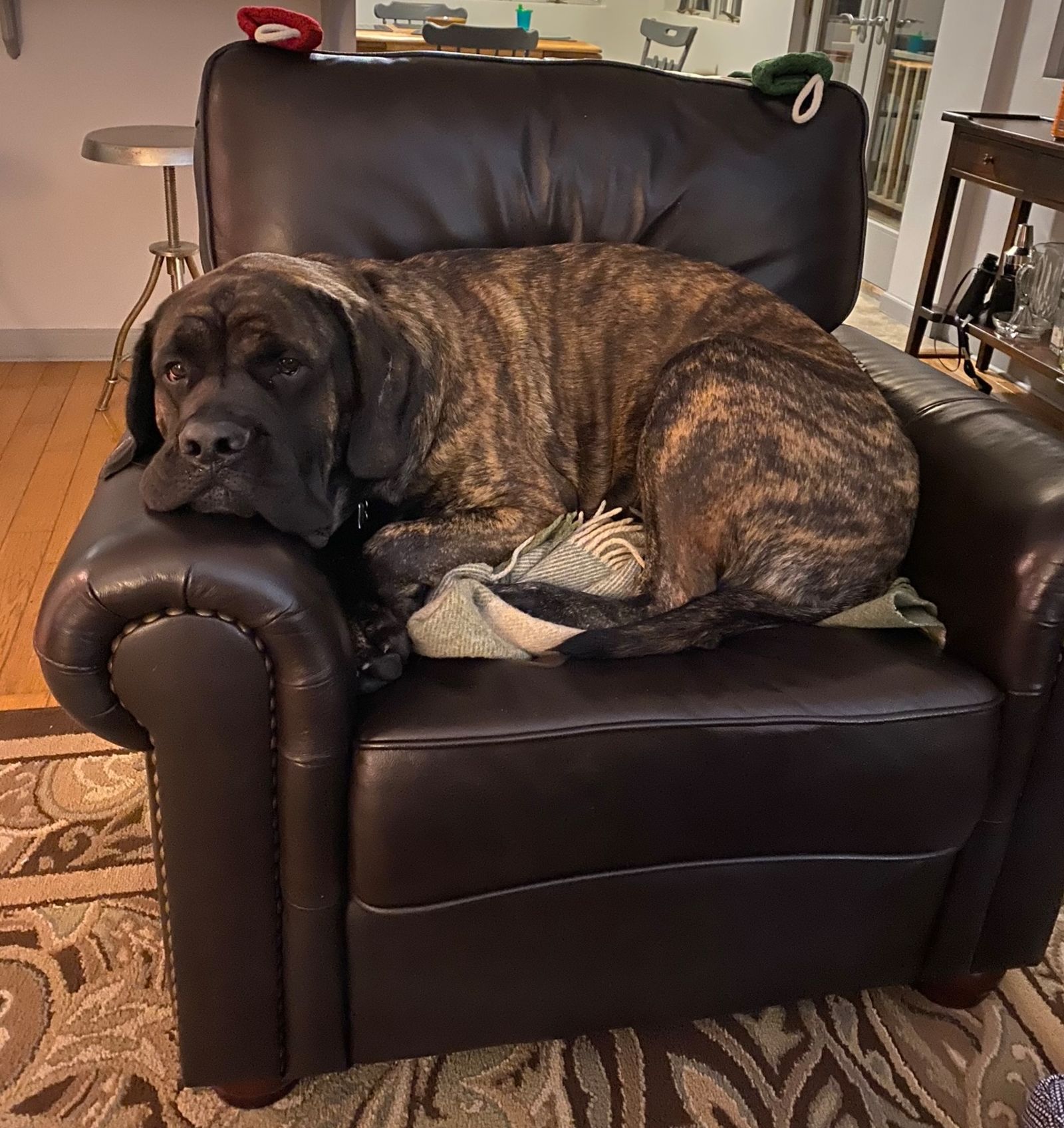 This picture does not do the size of this chair and thus the size of this dog justice.