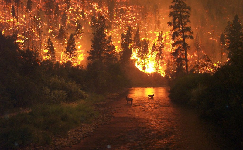 “Elk Bath” - photograph by John McColgan, 2001. This was taken during one of the most destructive fires in recent history in Montana - the “Montana Fire” in the southern Bitterroot Range. See those elk? Those elk are smart.