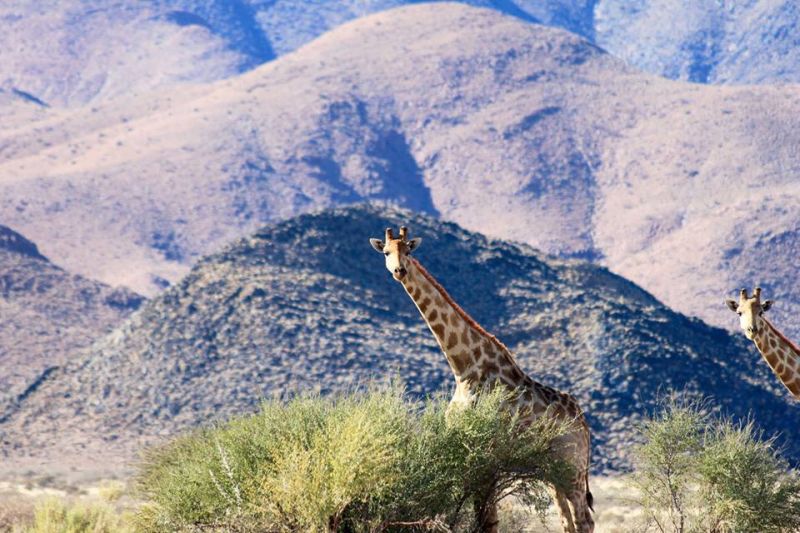 Giraffe photo bomb, Namibia. Photo - Julie Edwards