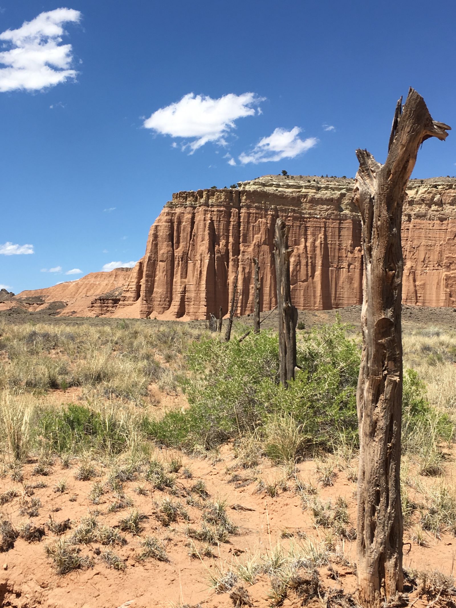  Juniper fence posts, Cathedral Valley.