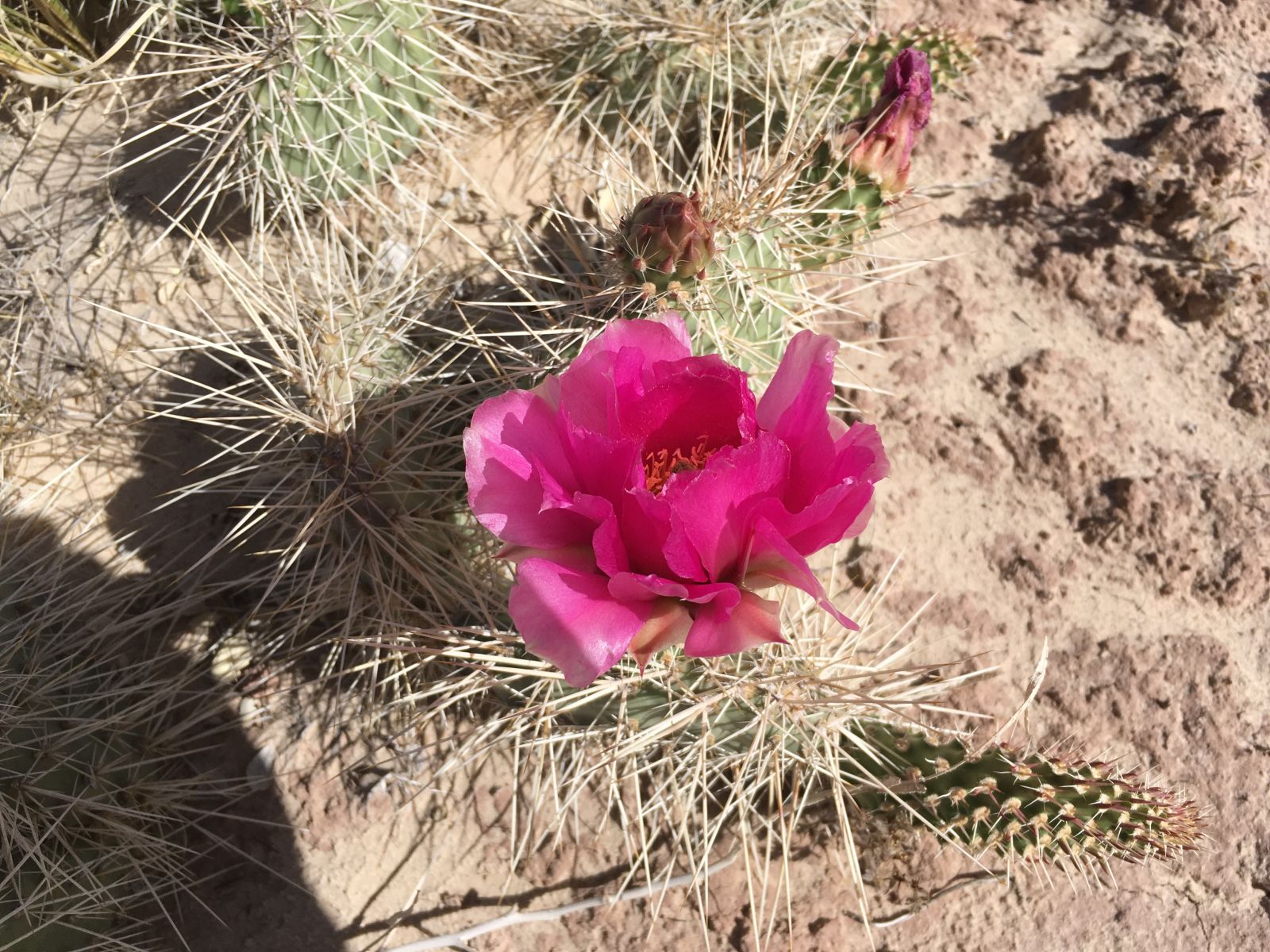 Cactus flower, Cathedral Valley.