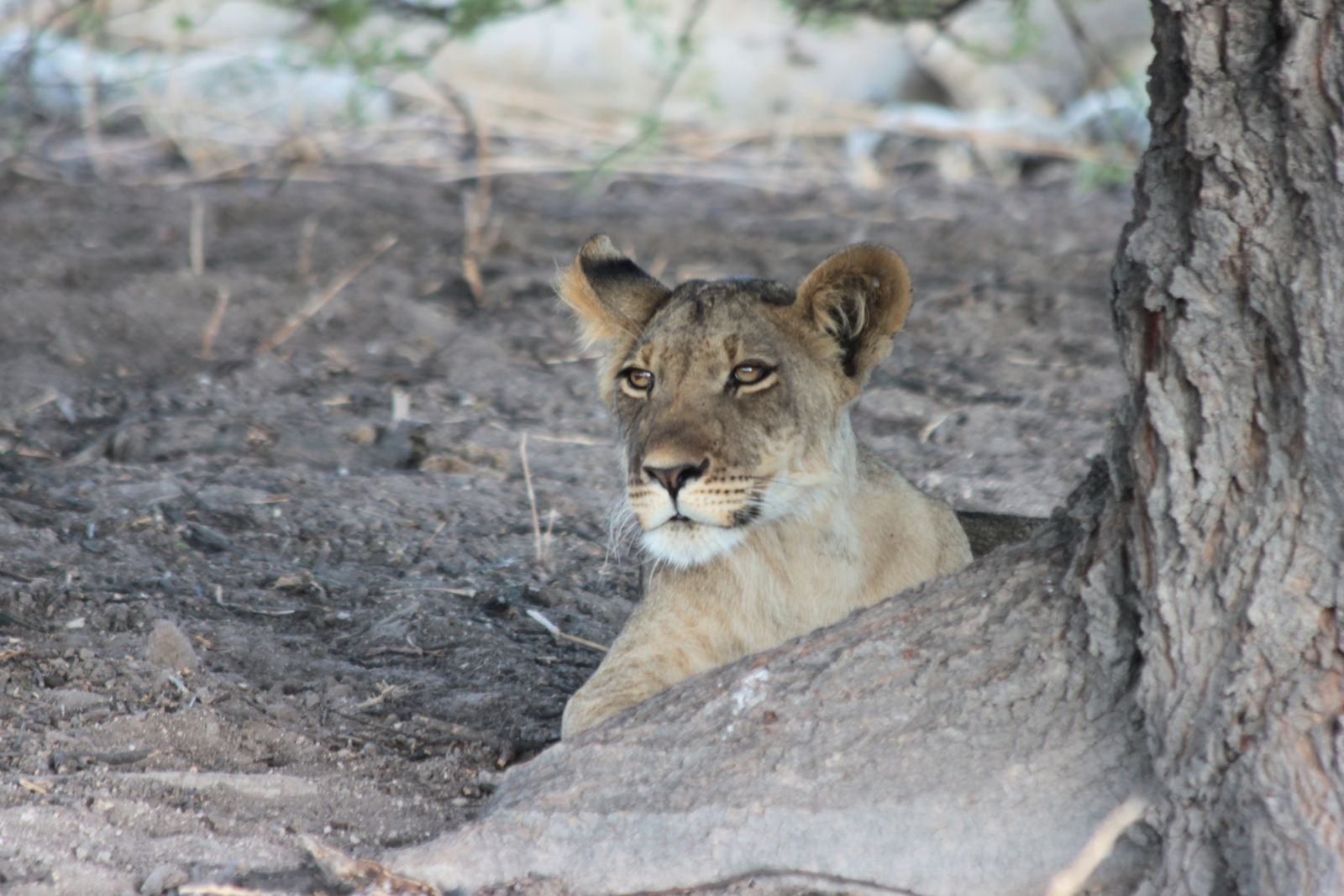 Lion cub (duh) - Botswana.