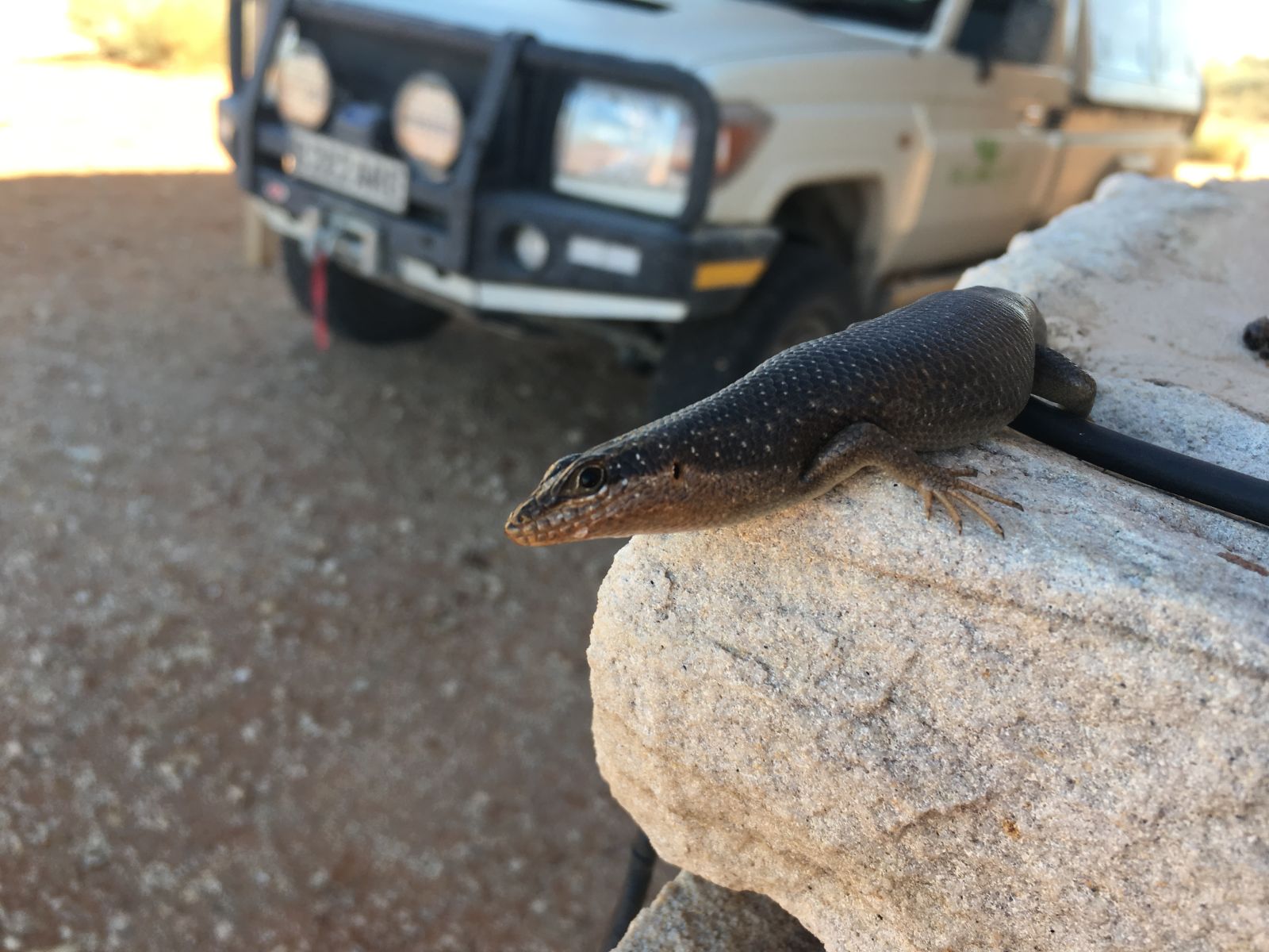 My skink friend here approves.