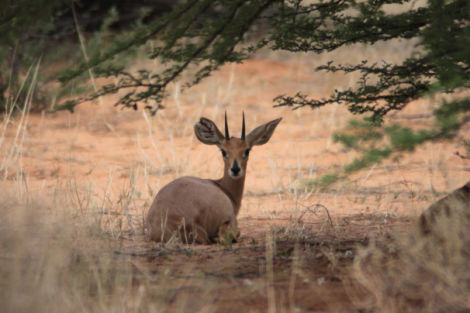 Steenbok, Kgalagadi TFP. They all look so surprised to have their picture taken.