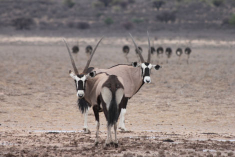 Gemsbok, Swartpan, Kgalagadi TFP, Botswana.