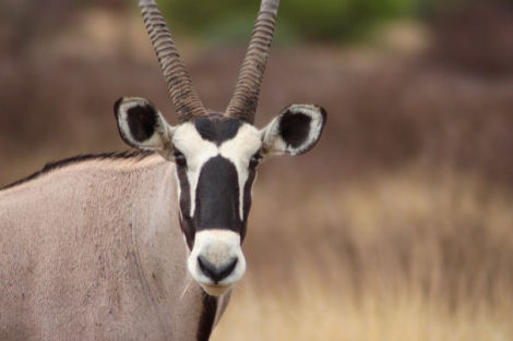 Close up of the Transfrontier Park’s eponymous beast of the plains, Kalahari Gemsbok National Park.