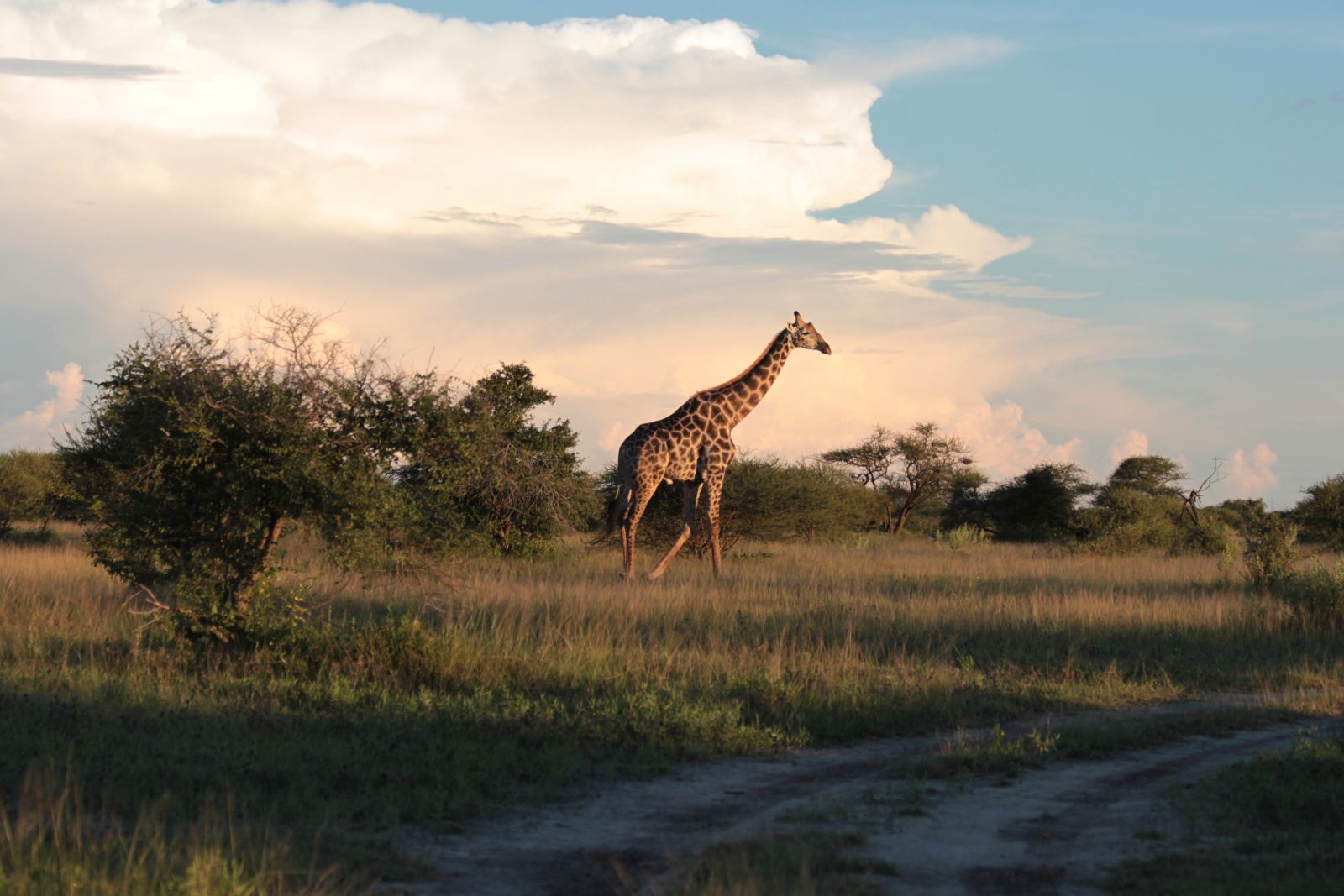 Giraffe, Nxai Pans National Park