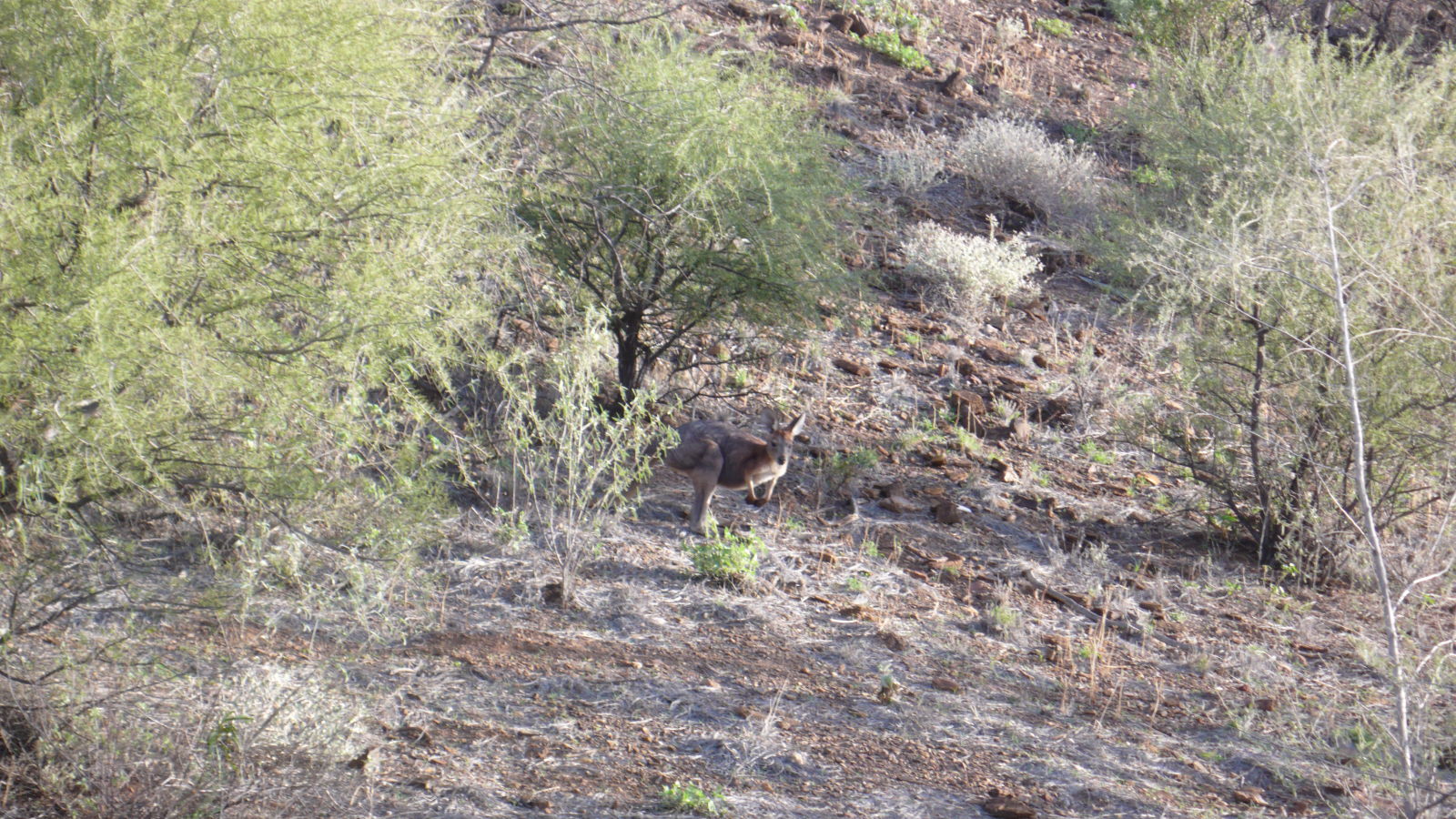 Illustration for article titled Arkaroola, An Ancient Wilderness