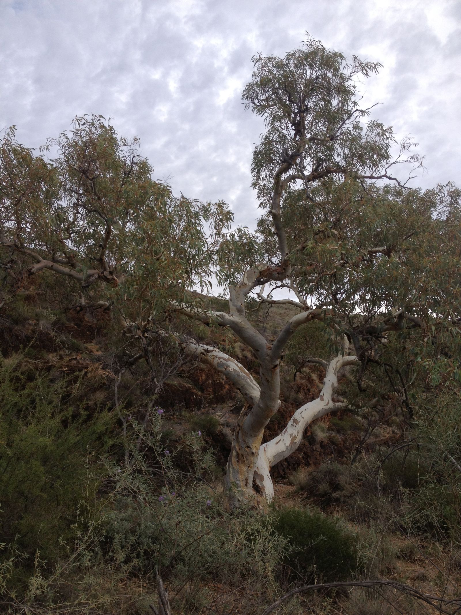 Illustration for article titled Arkaroola, An Ancient Wilderness