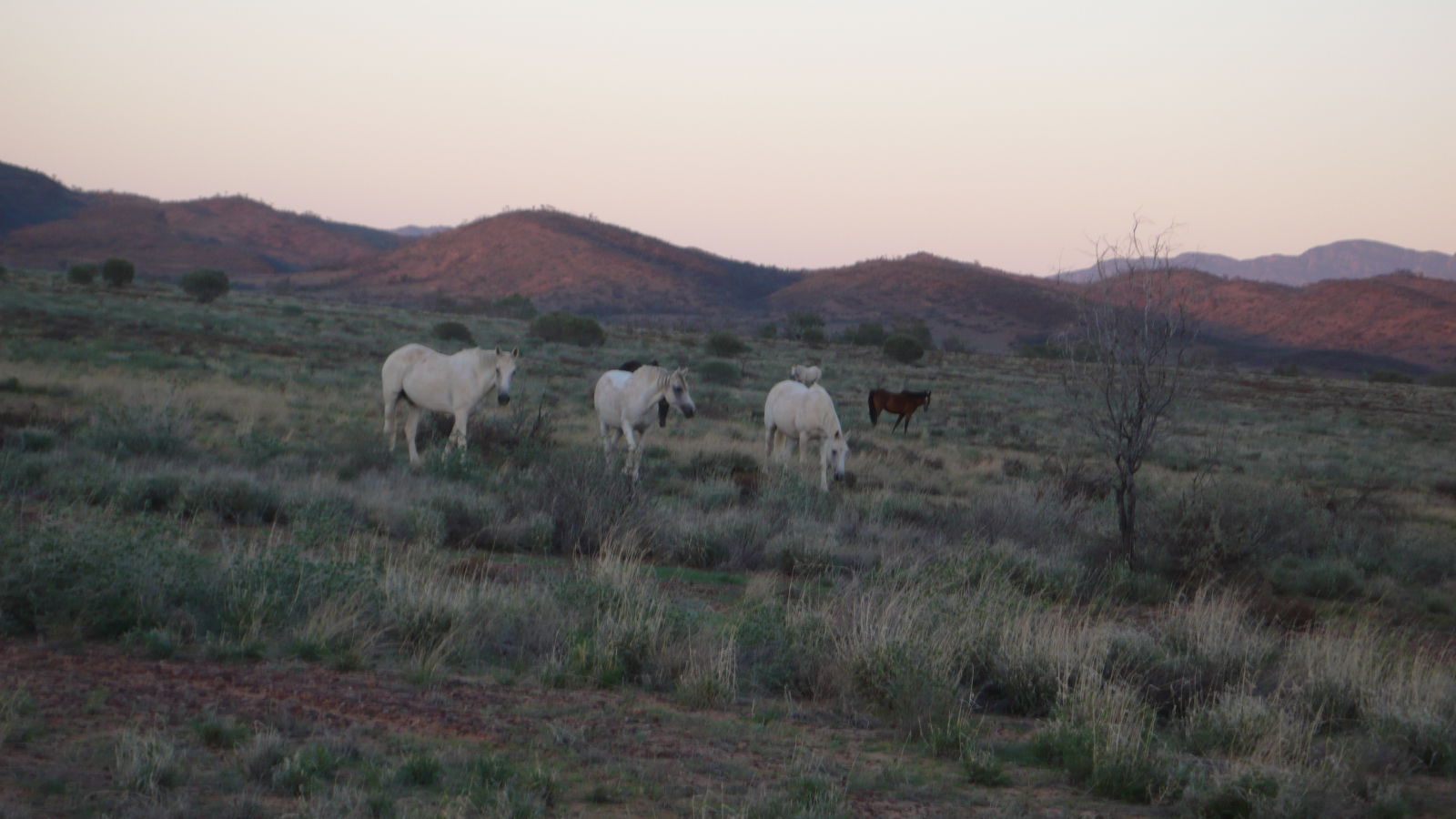 Illustration for article titled Arkaroola, An Ancient Wilderness