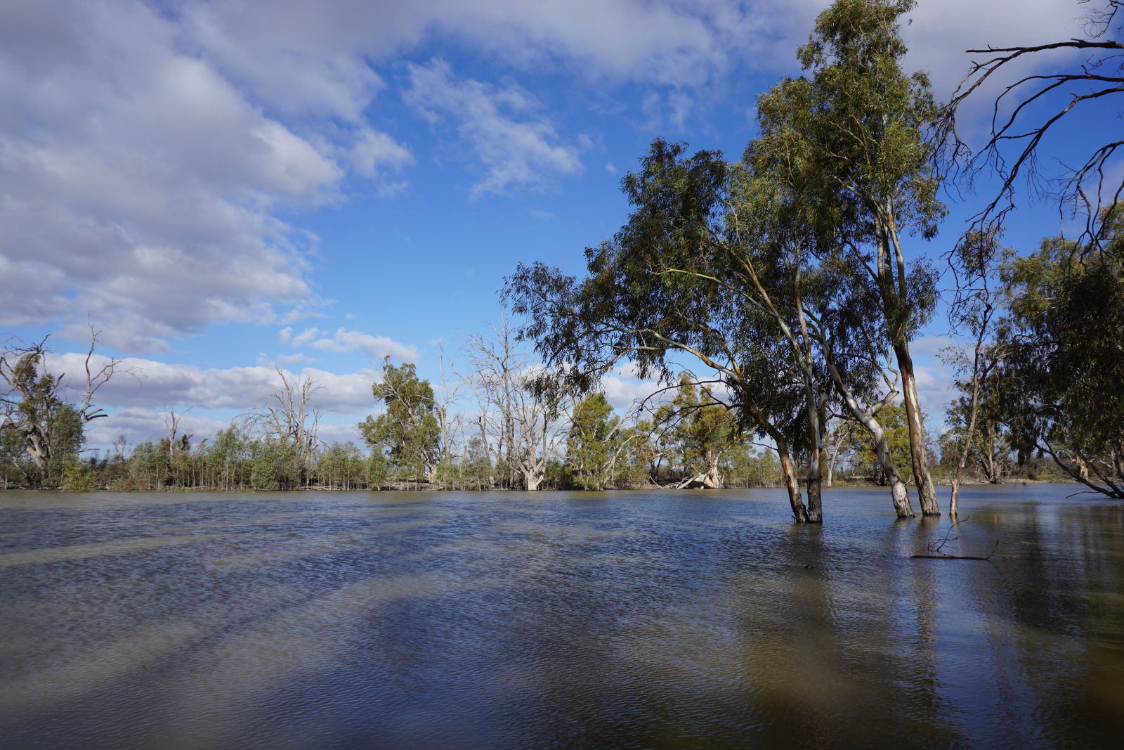 Illustration for article titled Roamin the Riverland.