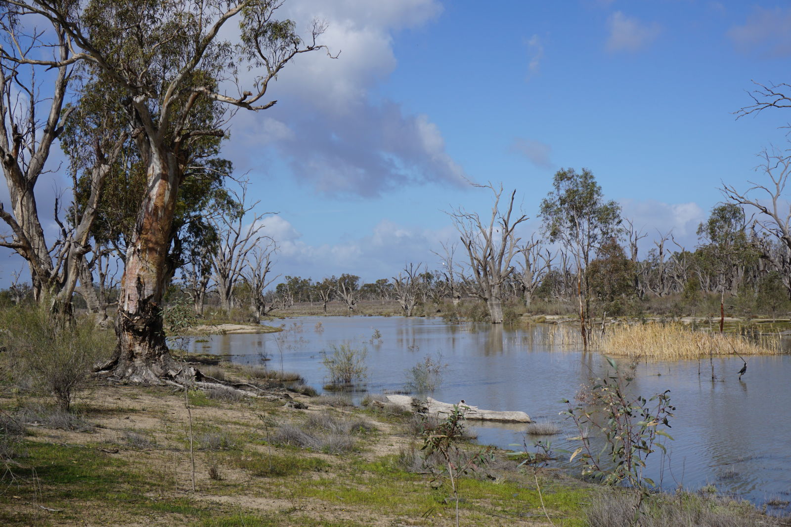 Illustration for article titled Roamin the Riverland.