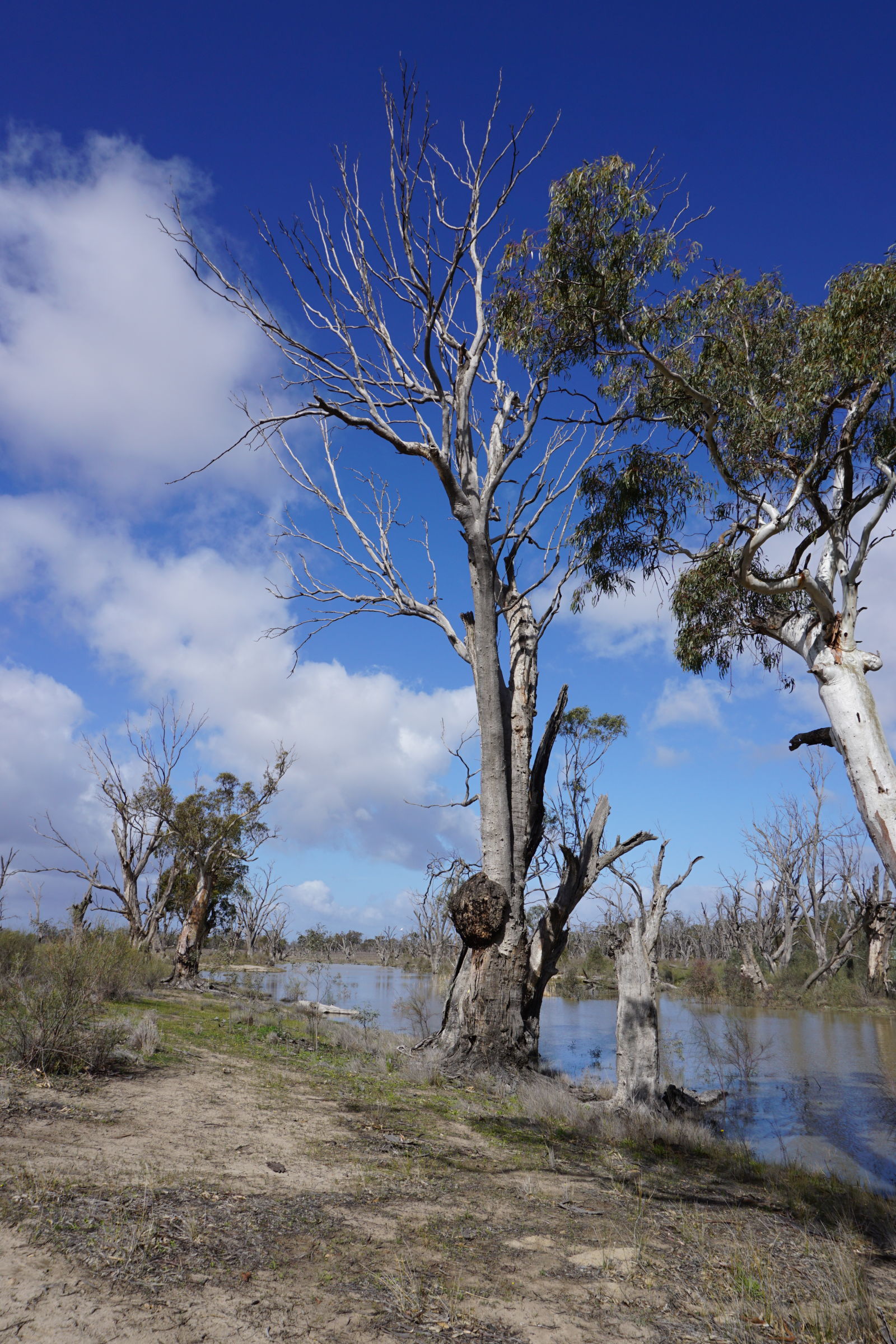 Illustration for article titled Roamin the Riverland.