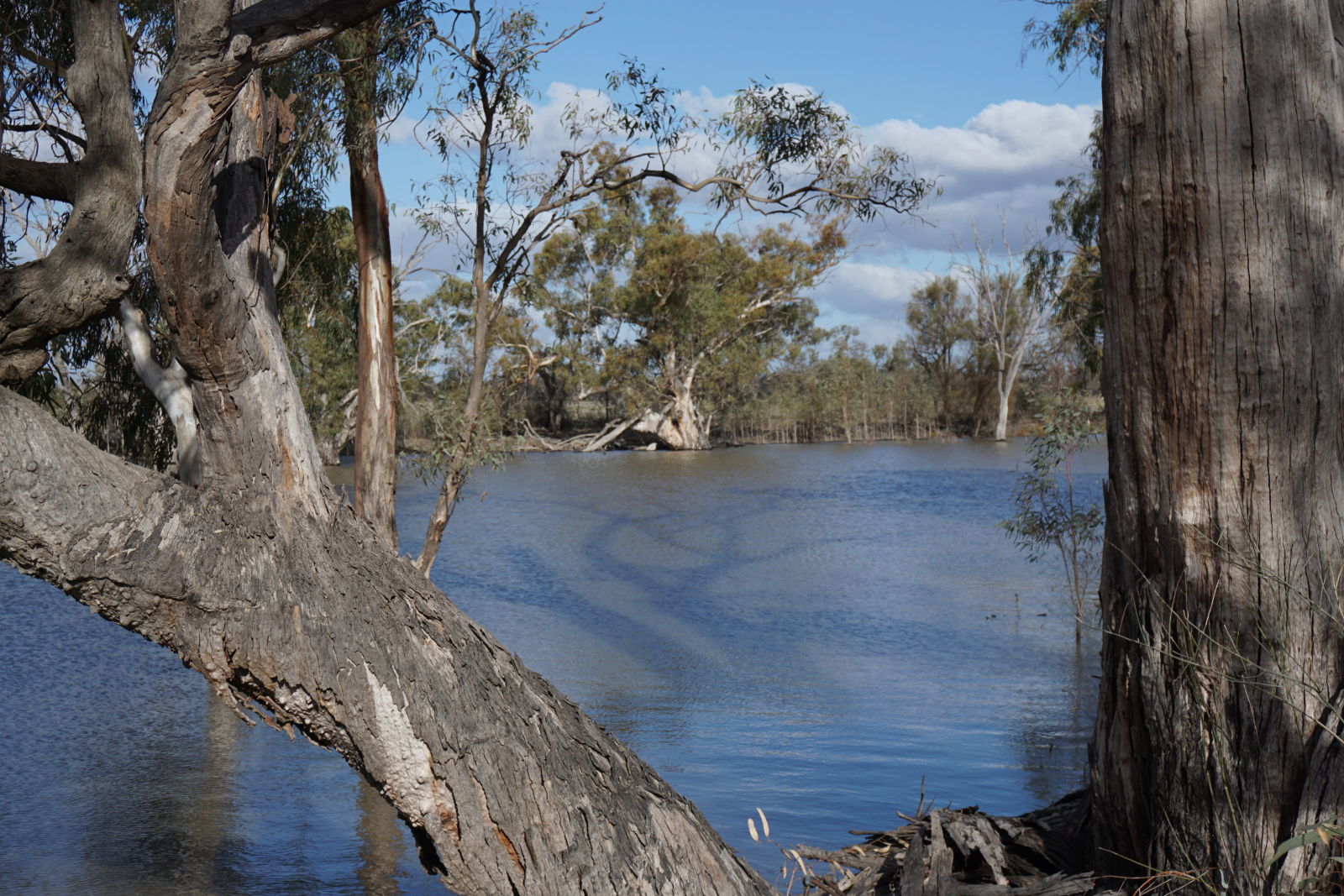 Illustration for article titled Roamin the Riverland.