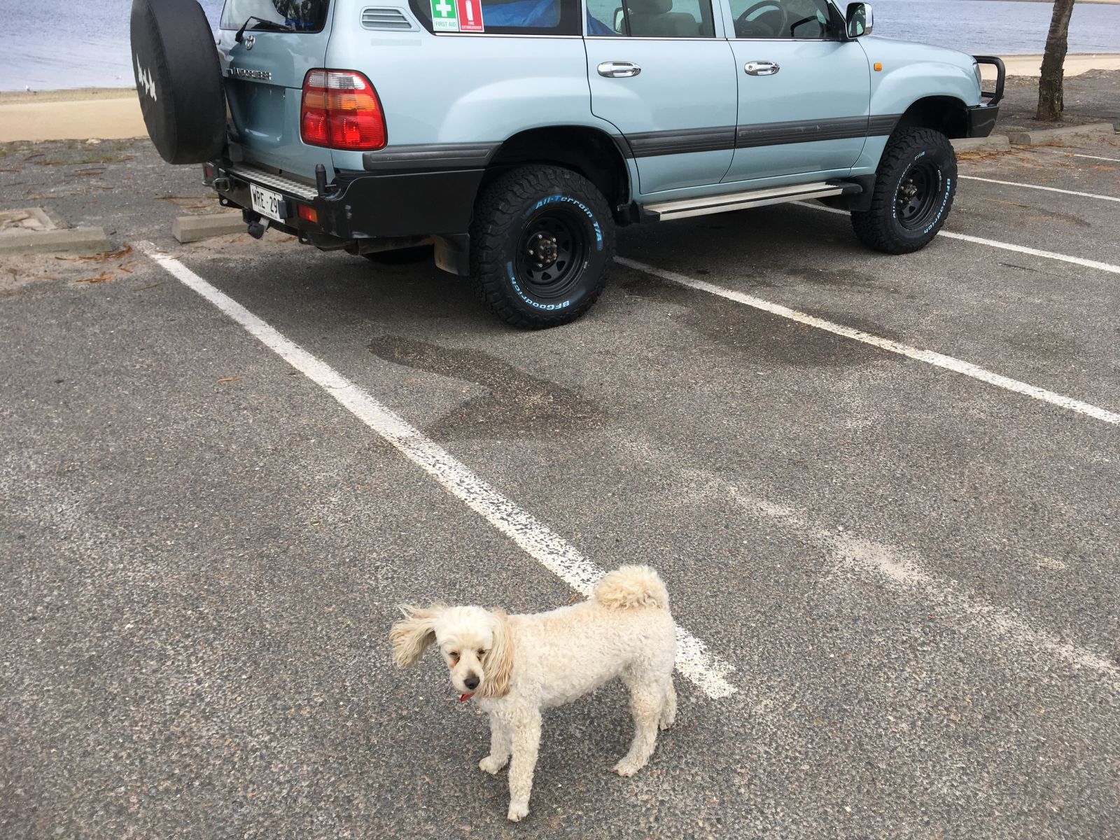 This Land Cruiser fan came over to check me out while I took a photo, certainly was a friendy pooch.