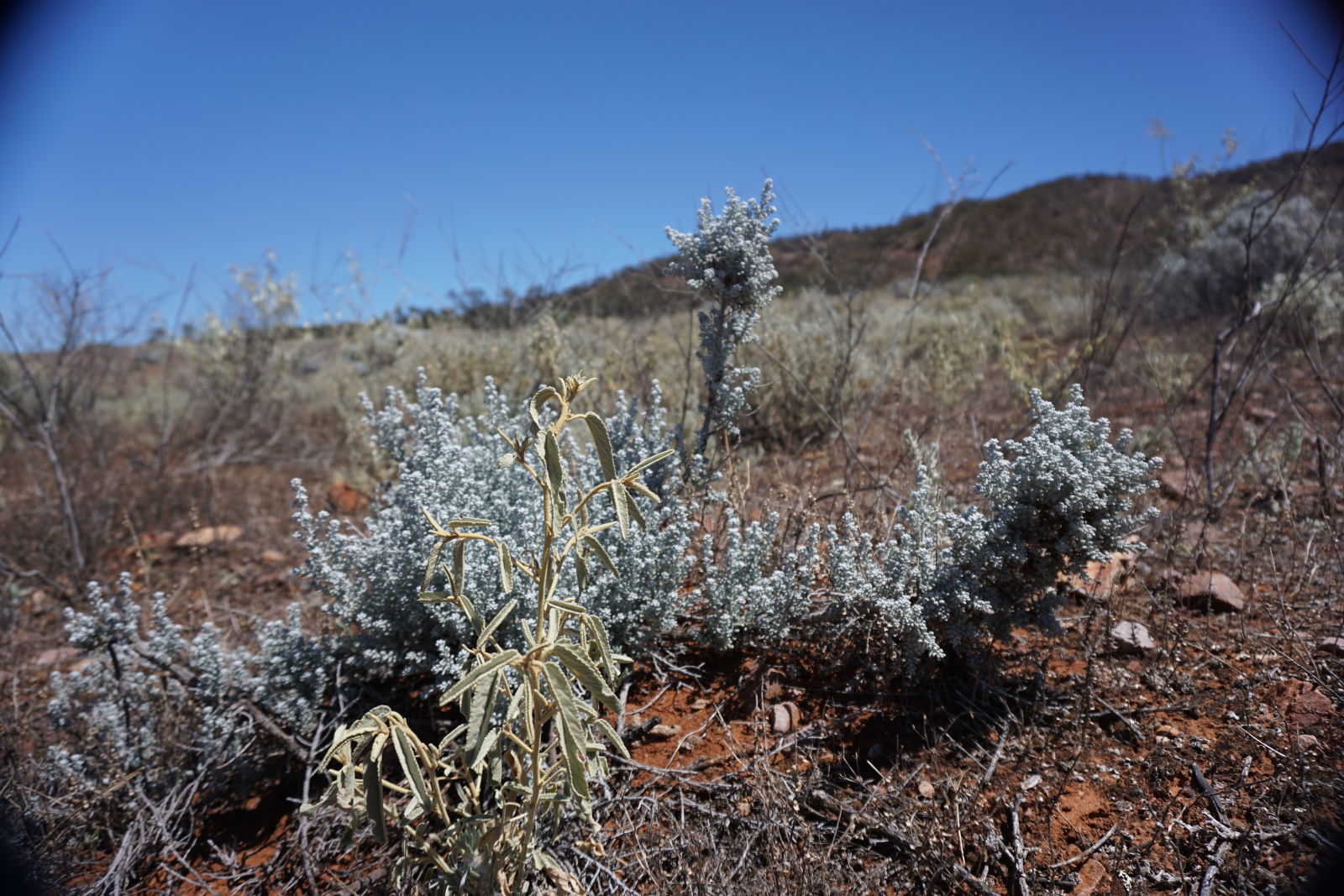 I love this grey/green/white/blue colour you get in the bush. A perfect contrast to the sky and the red earth.