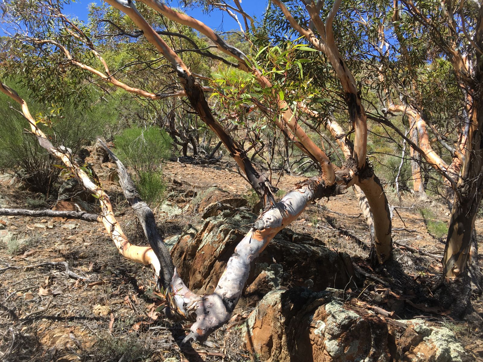 The striking colours of the Australian bush.