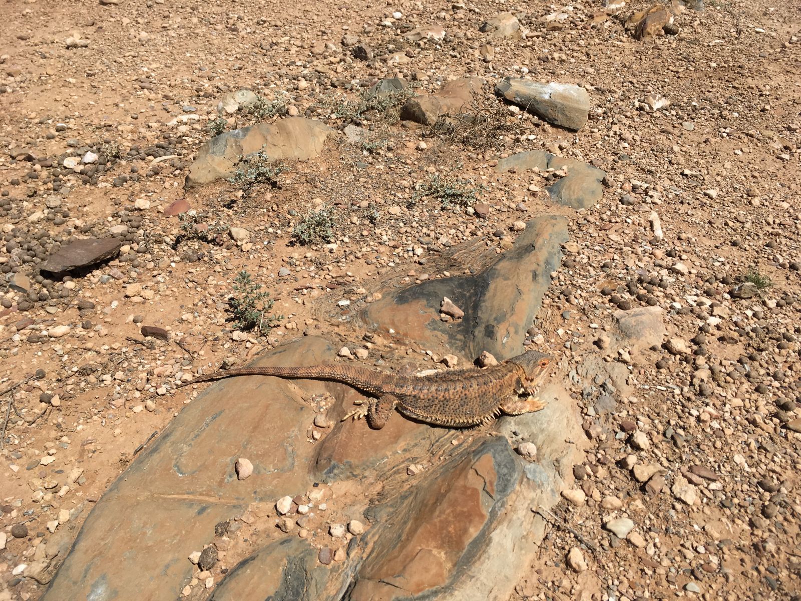 Bearded dragon.