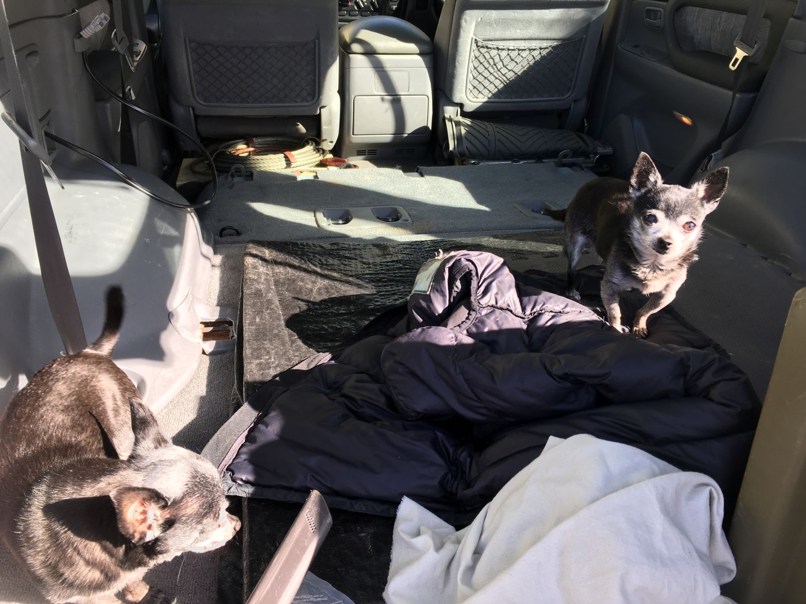 The dogs knew something was going on. To save them getting under my feet I just put them in the truck, then they know they are not getting left behind.