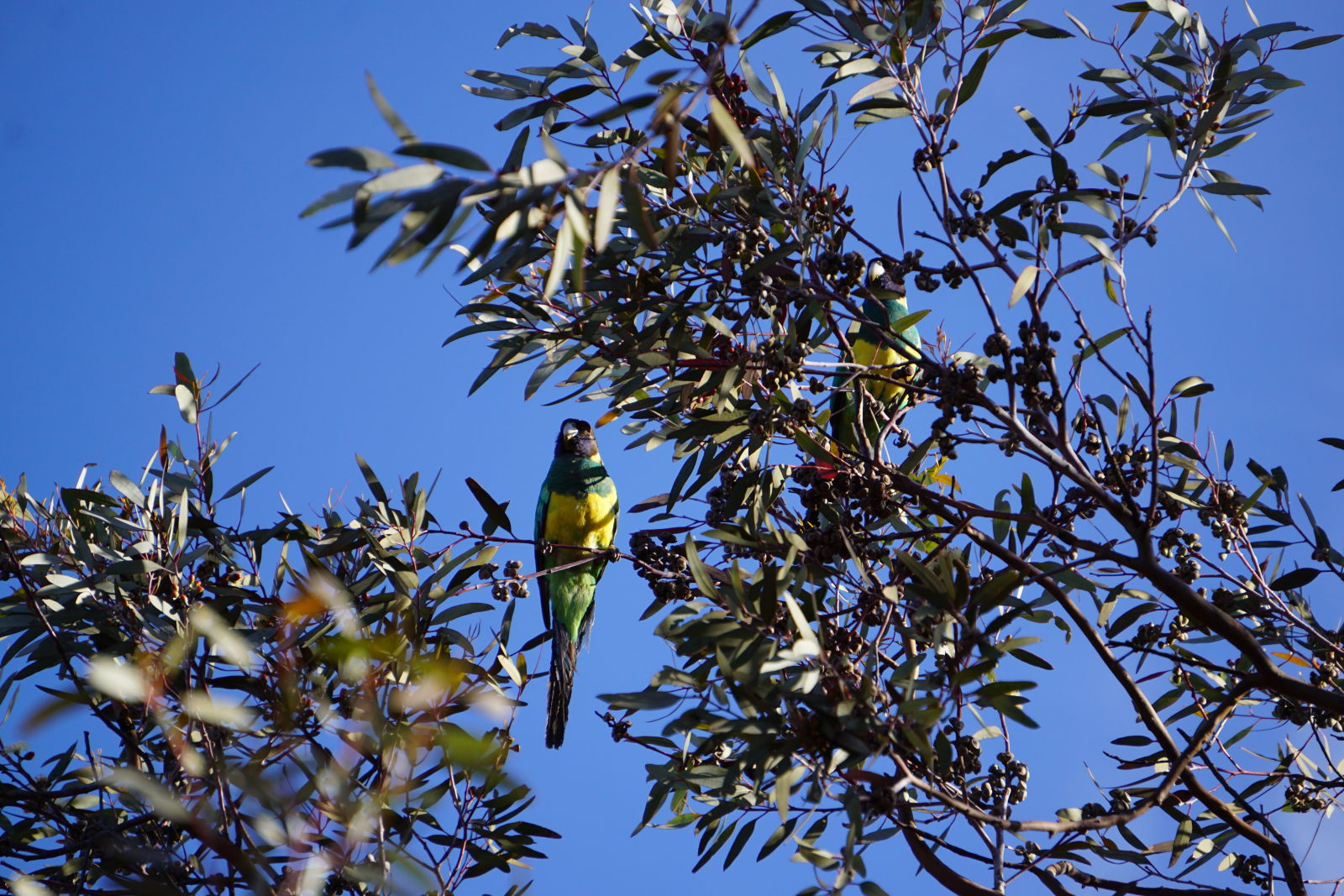 So after chasing them with no success the previous day, we had Ring Necked Parrots in the tree by our campsite.