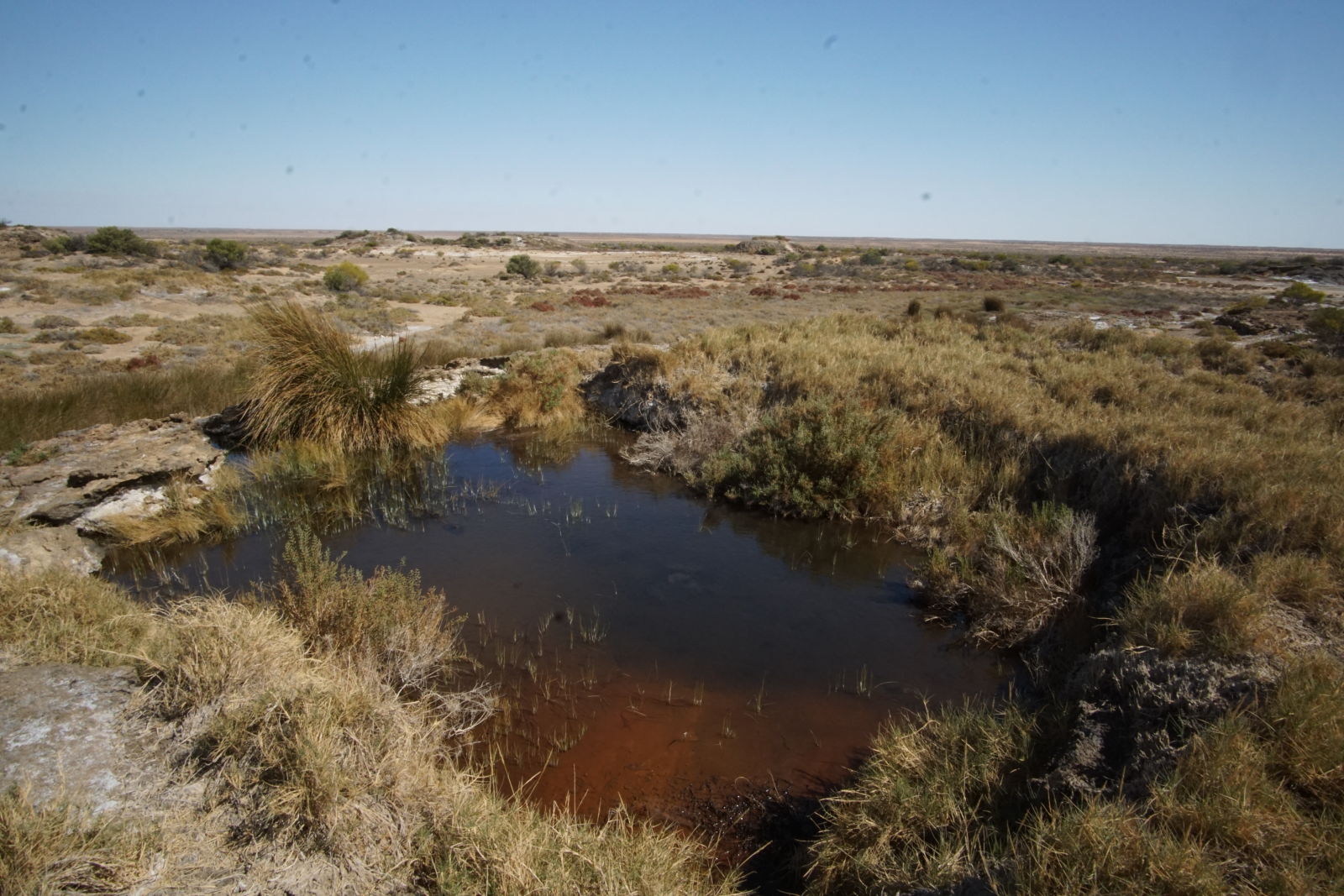 Mound Springs are fresh water springs that bubble up in the middle of this very arid region. I think they are cool.