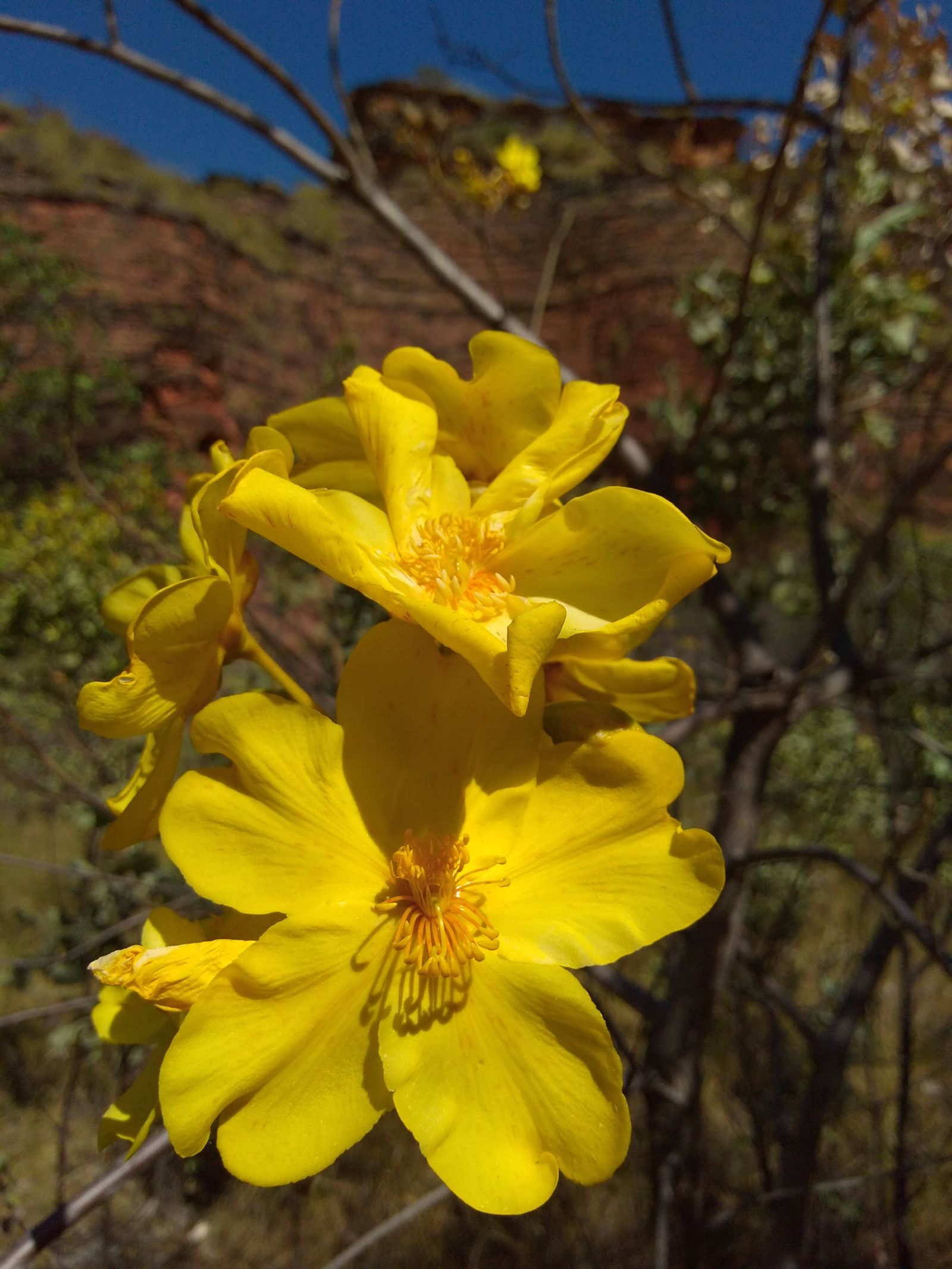  Flower of the Kapok (Cochlospermum gillivarei) in Minima National Park, Kununurra, Western Australia  