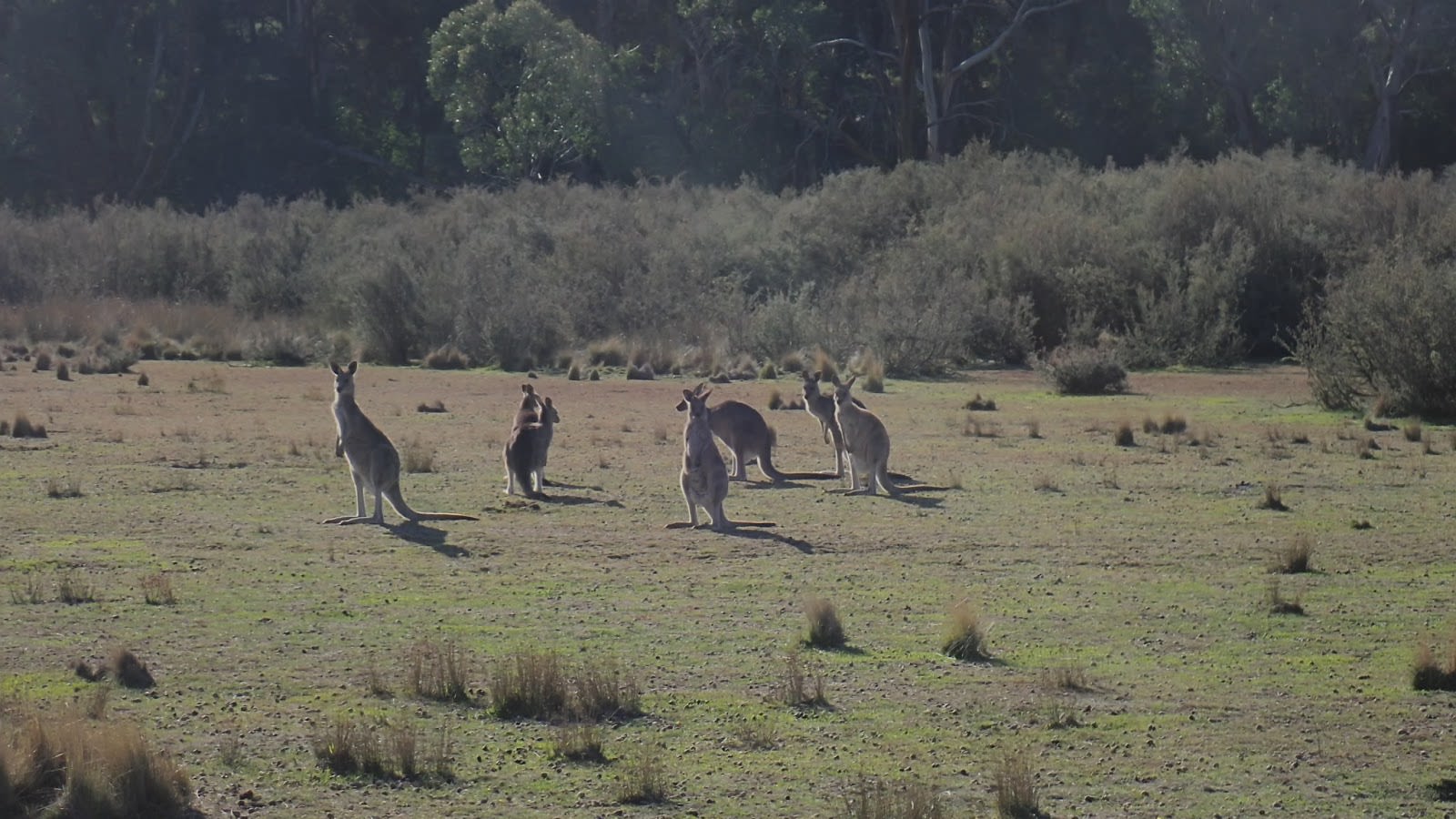 Eastern Grey Kangaroos near Bracken’s Hut, Coolah Tops National Park