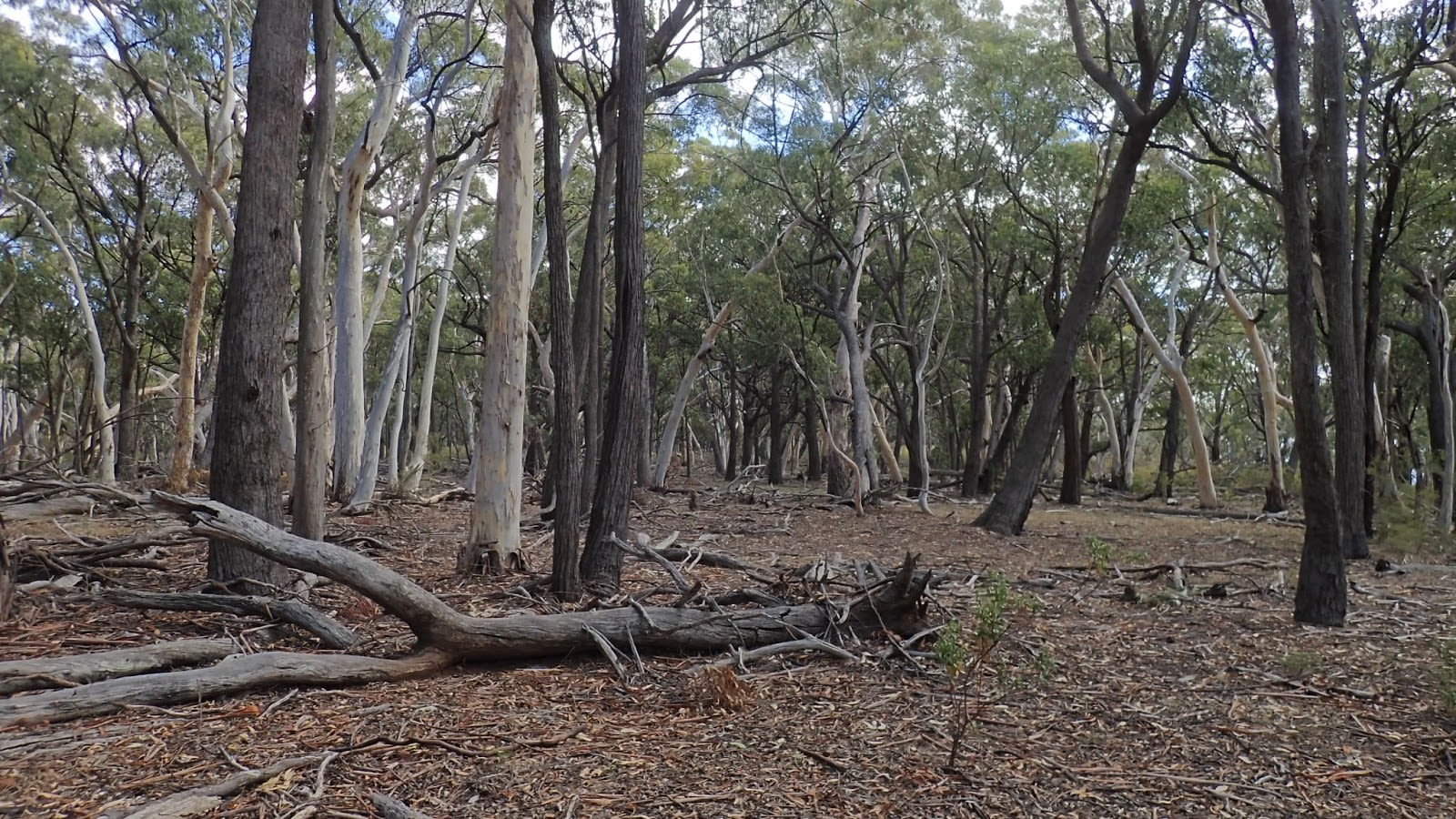 Mixed eucalypt forest near the Pinnacle, Coolah Tops National Park