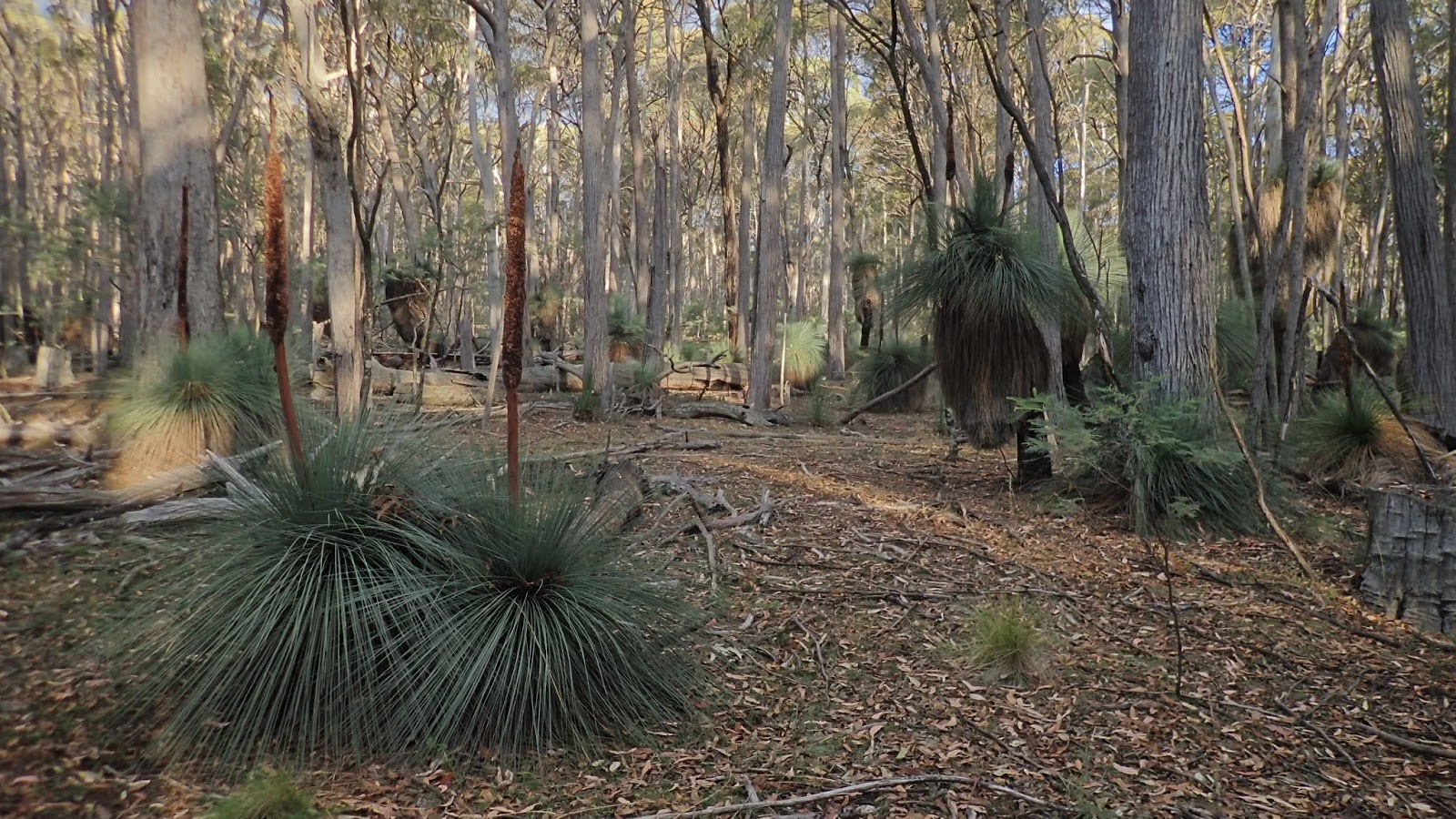Future grass trees... otherwise content being short for a century or two, Coolah Tops National Park