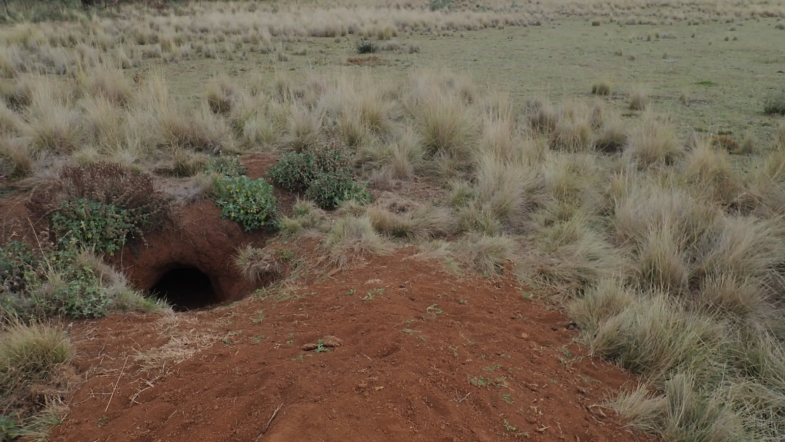 Burrow of the Common Wombat, Norfolk Island Swamp, Coolah Tops National Park