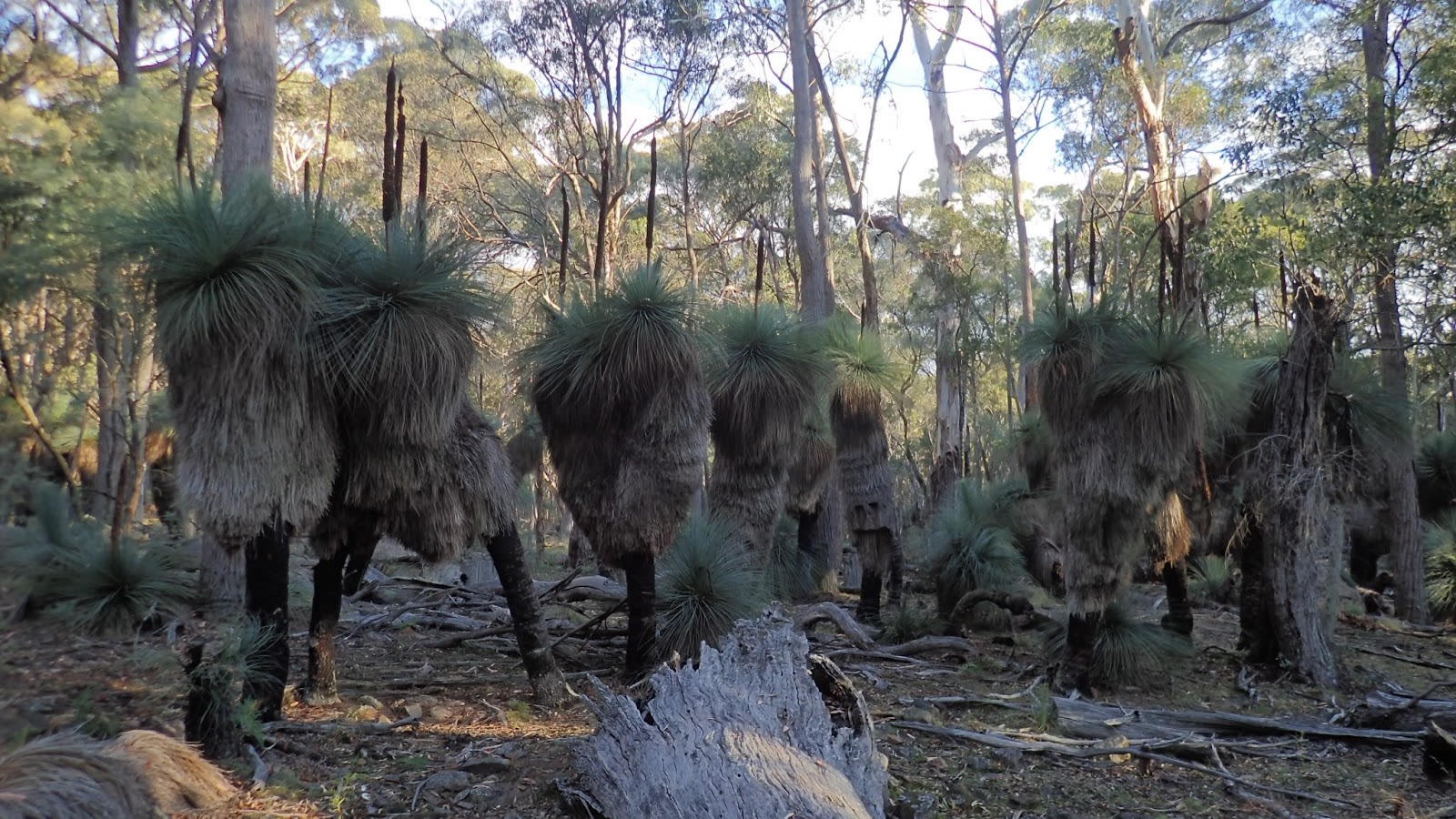 Grass trees, Coolah Tops National Park. Each one is more than four metres from ground to crown and potentially many hundreds of years old