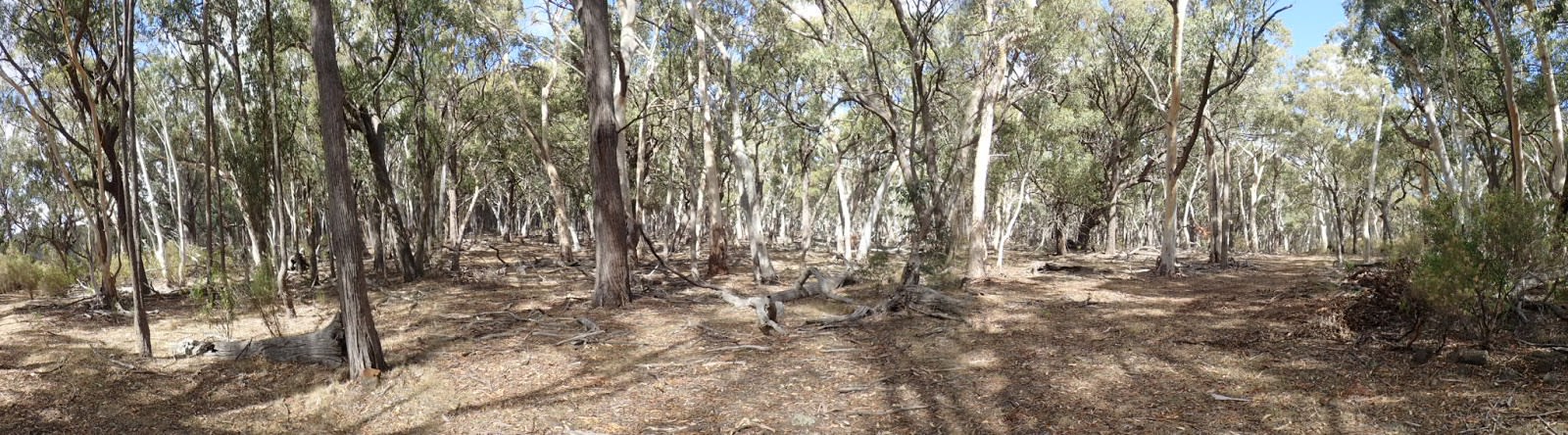 Panorama of the eucalypt forest near the Pinnacle, Coolah Tops National Park