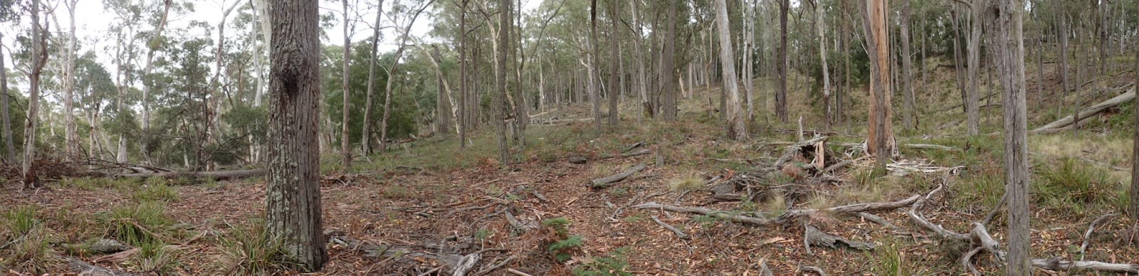 Panorama of the Stringybark dominated forest near Bald Hills campground