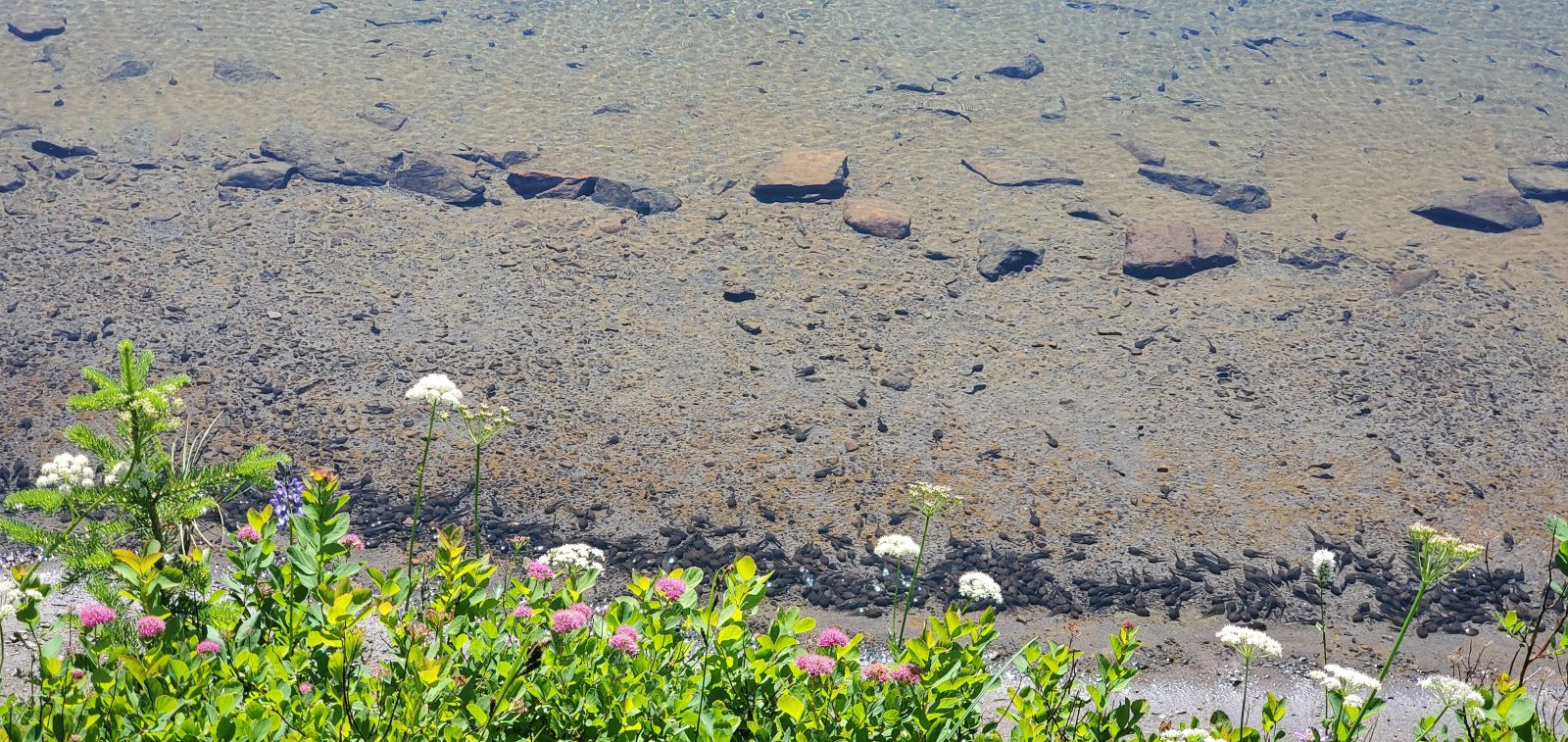 Zoom in! You’re looking at hundreds of tadpoles along the water’s edge